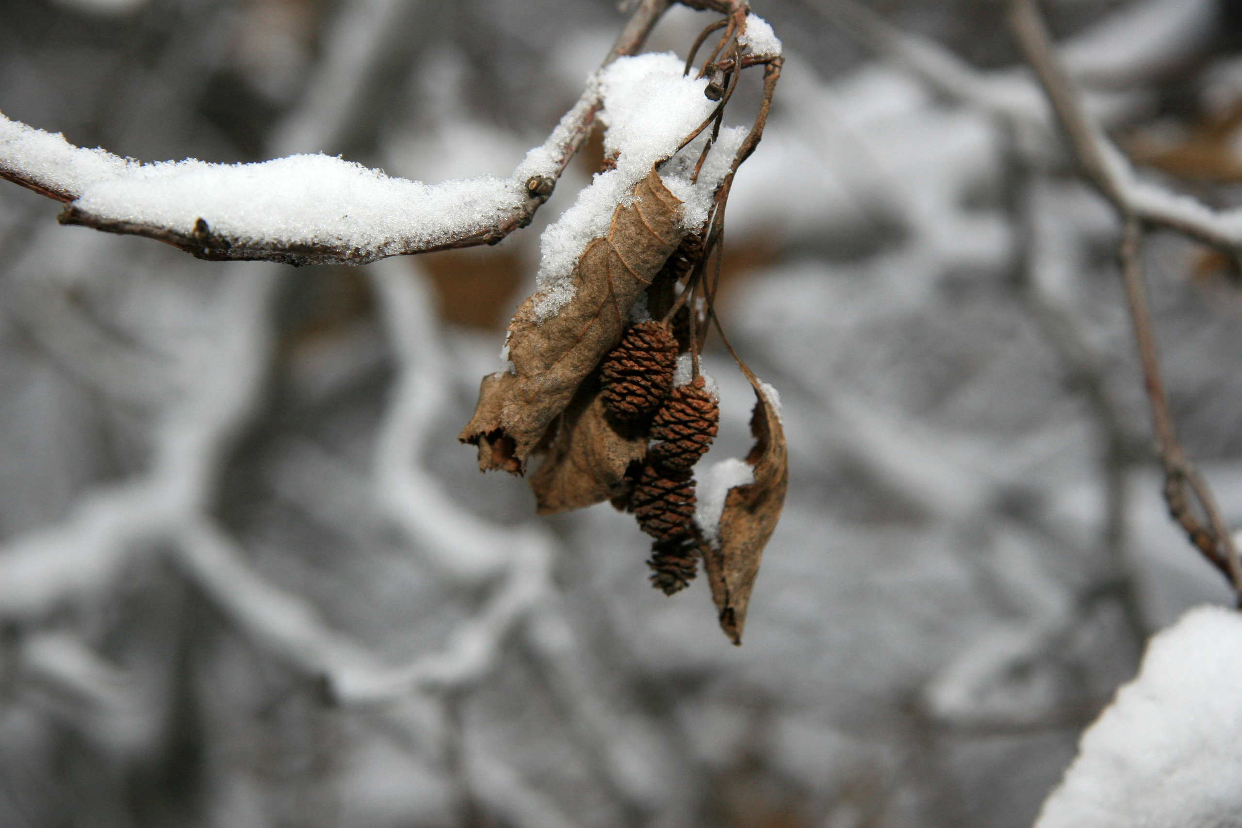 Фото Природы Забайкалья. Студия Максима Белослюдцева
