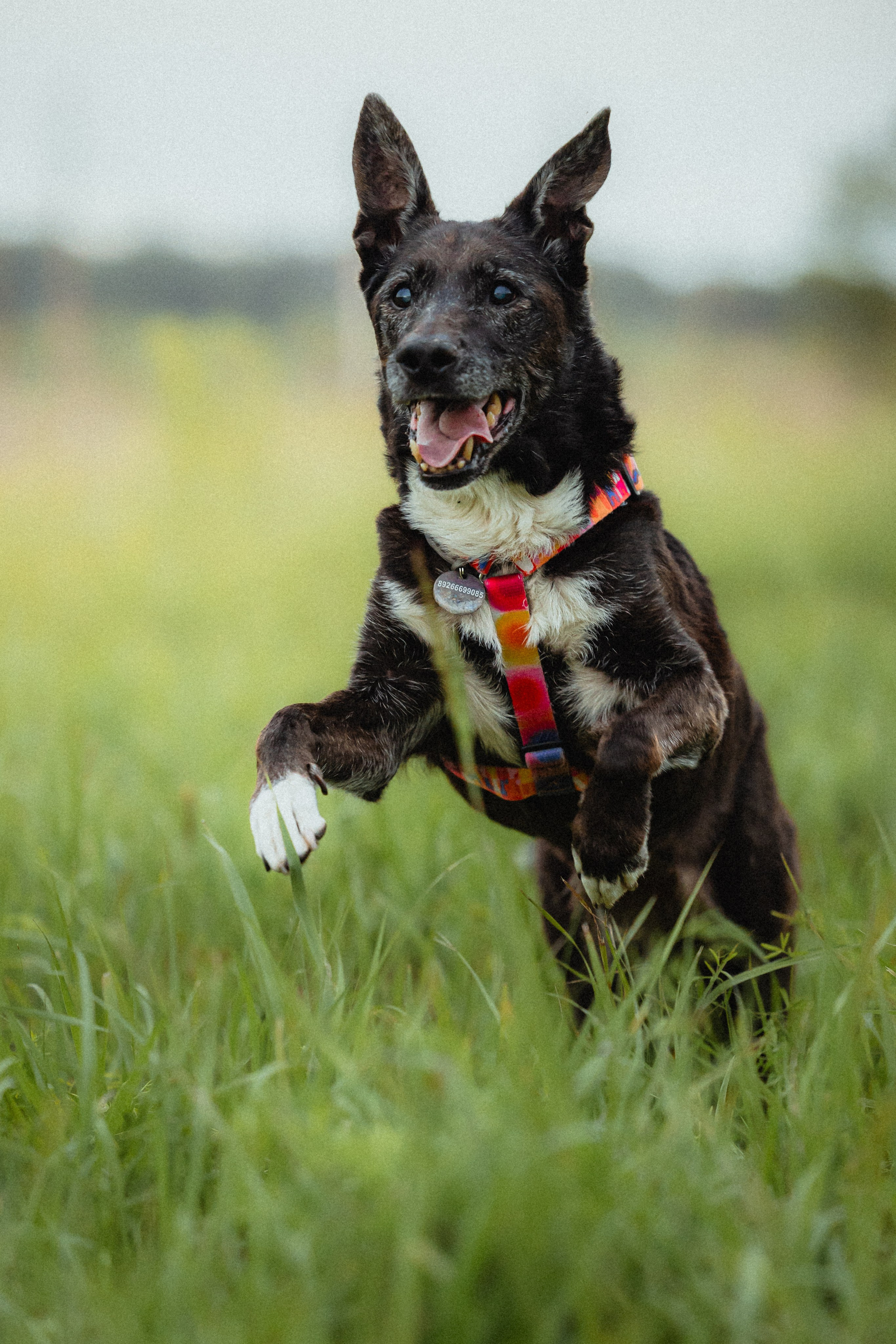 Выездной дог-тренинг от школы «Шерсть имею»