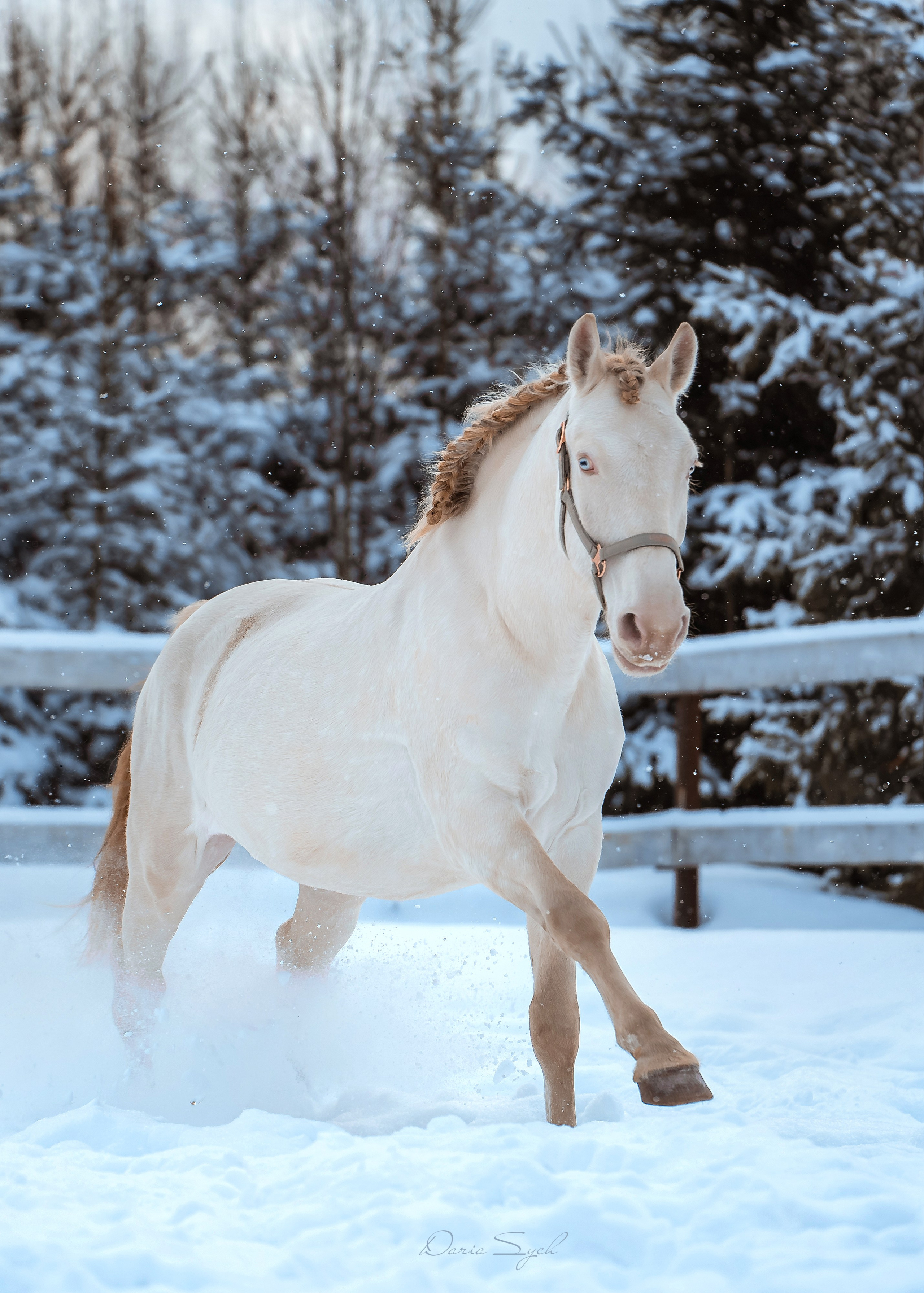 Зима. Фотограф Дарья Соколовская