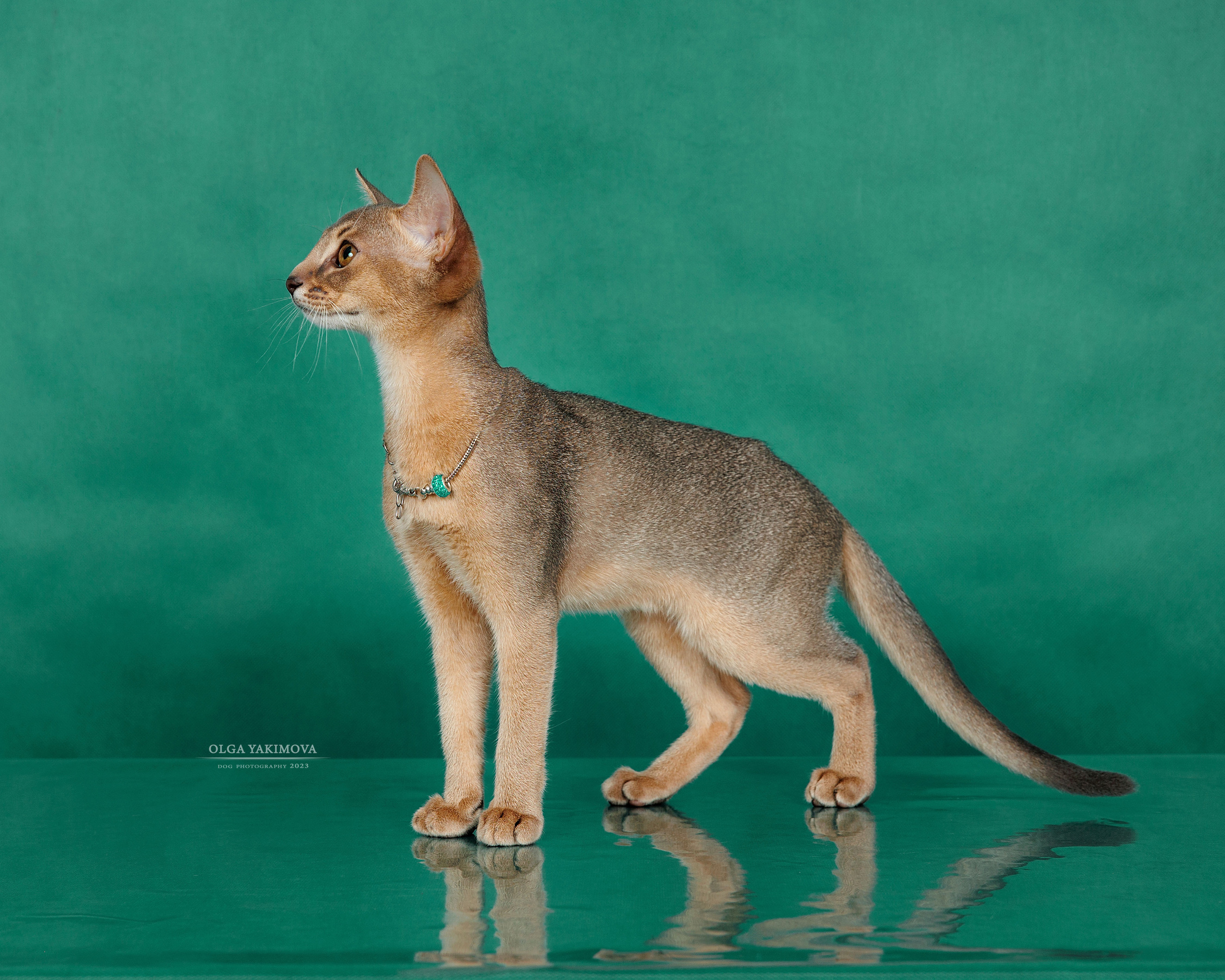 Кошки. Фотограф