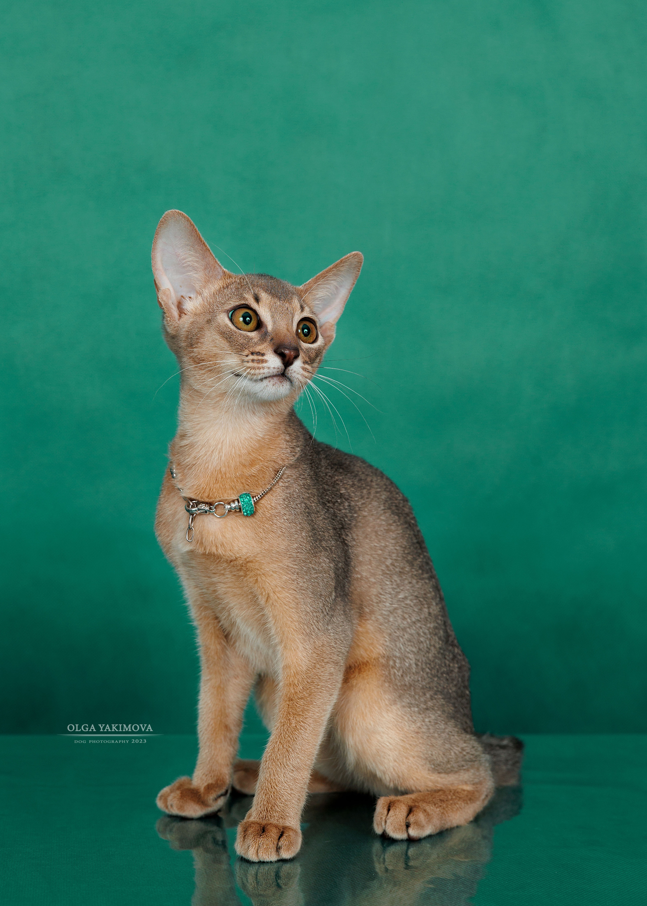 Кошки. Фотограф