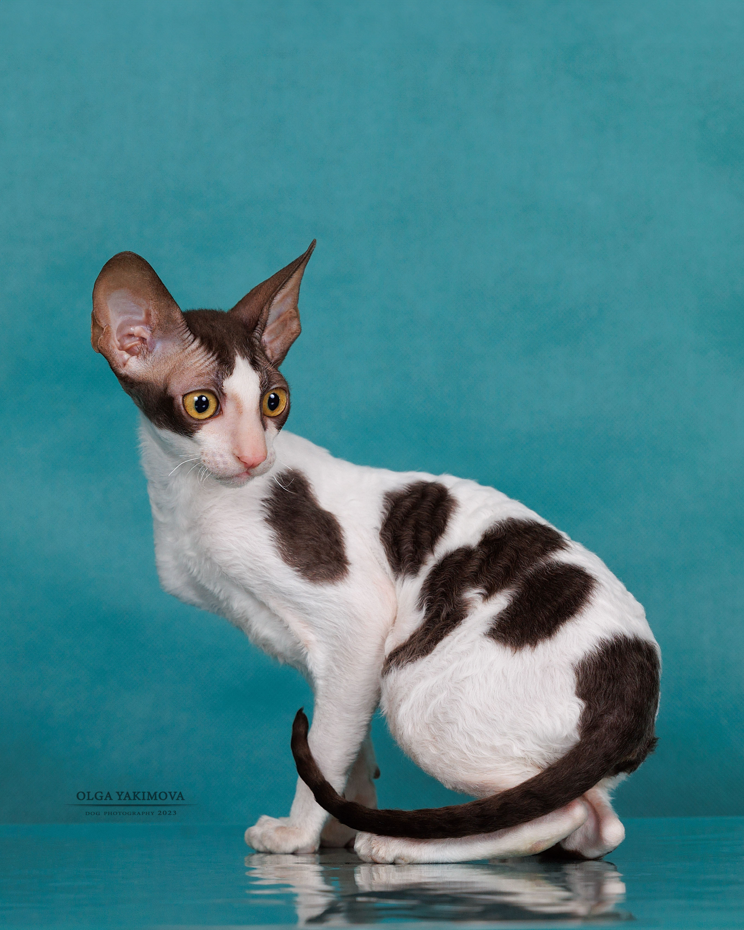 Кошки. Фотограф