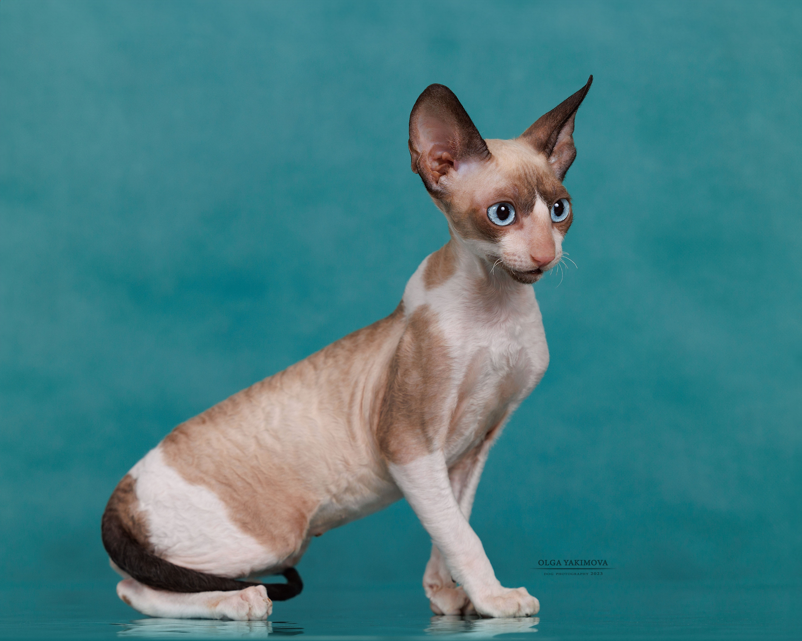 Кошки. Фотограф