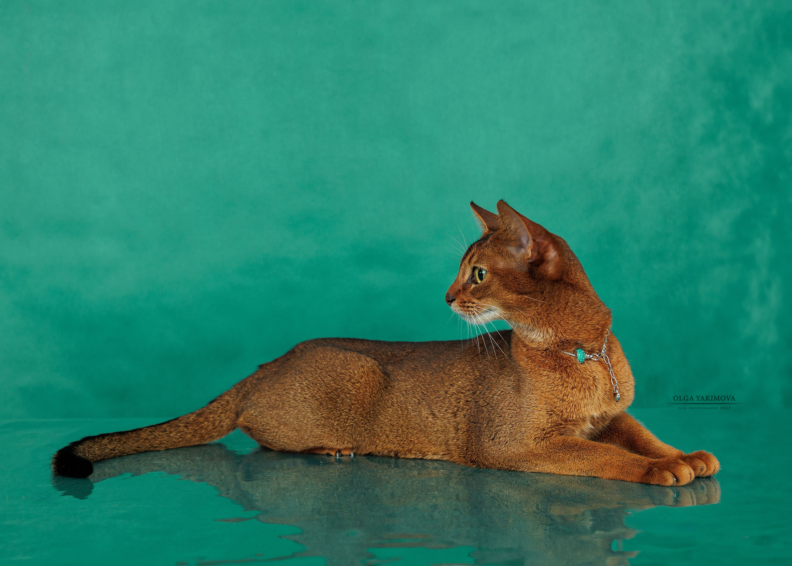 Кошки. Фотограф