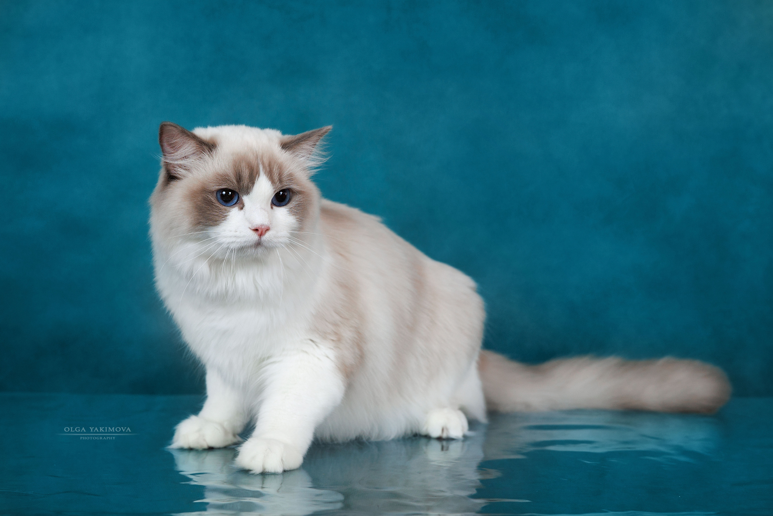 Кошки. Фотограф