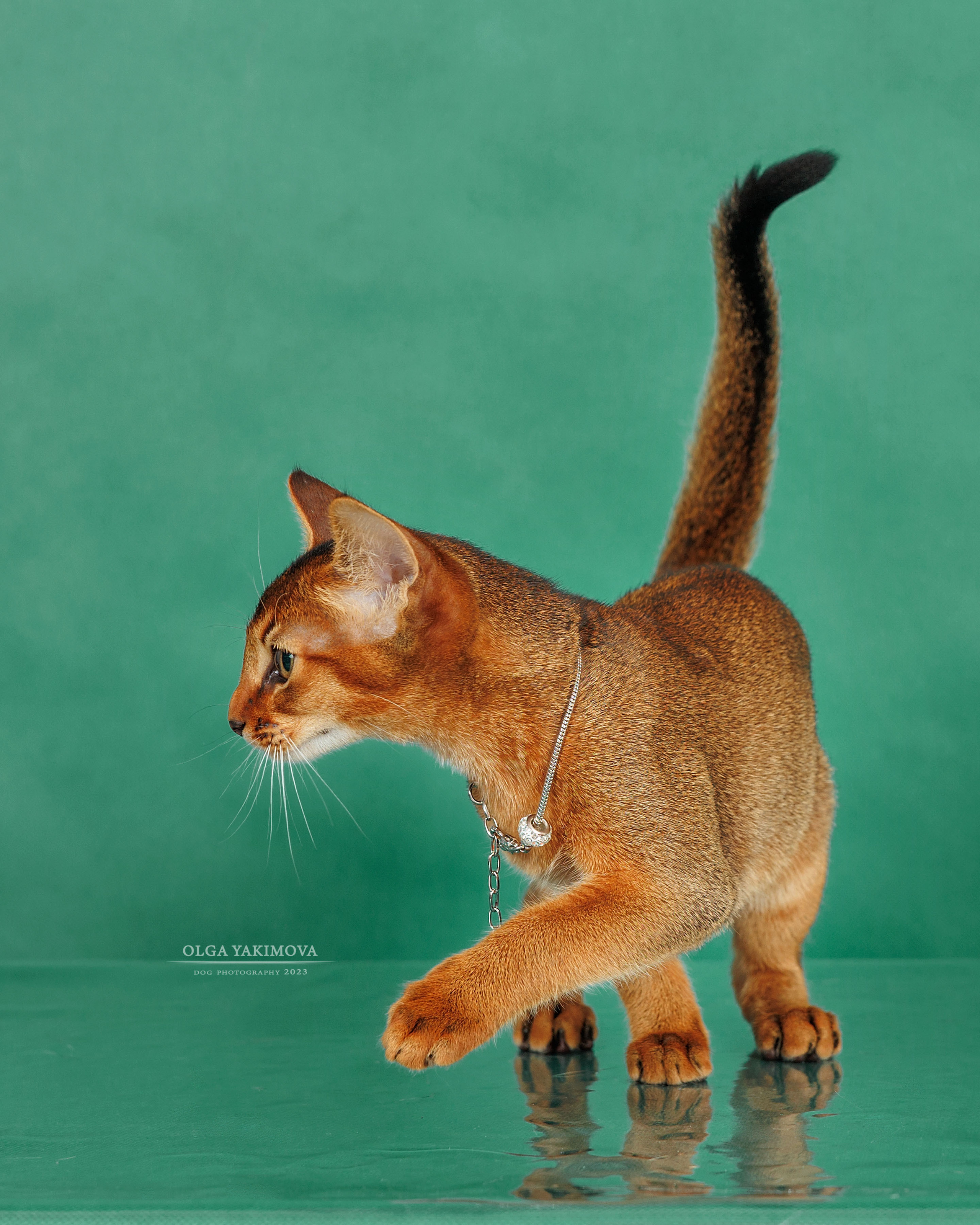 Кошки. Фотограф