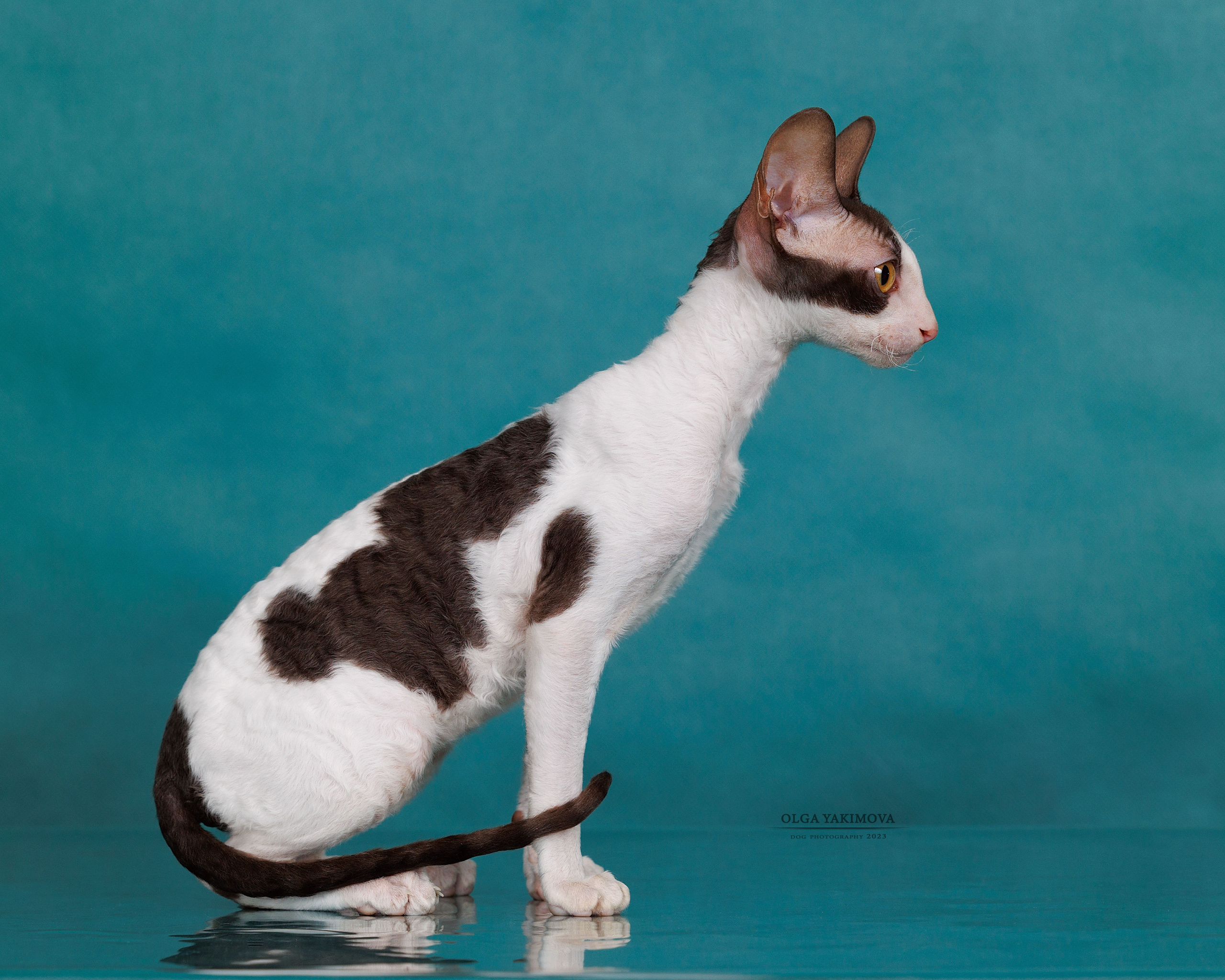 Кошки. Фотограф