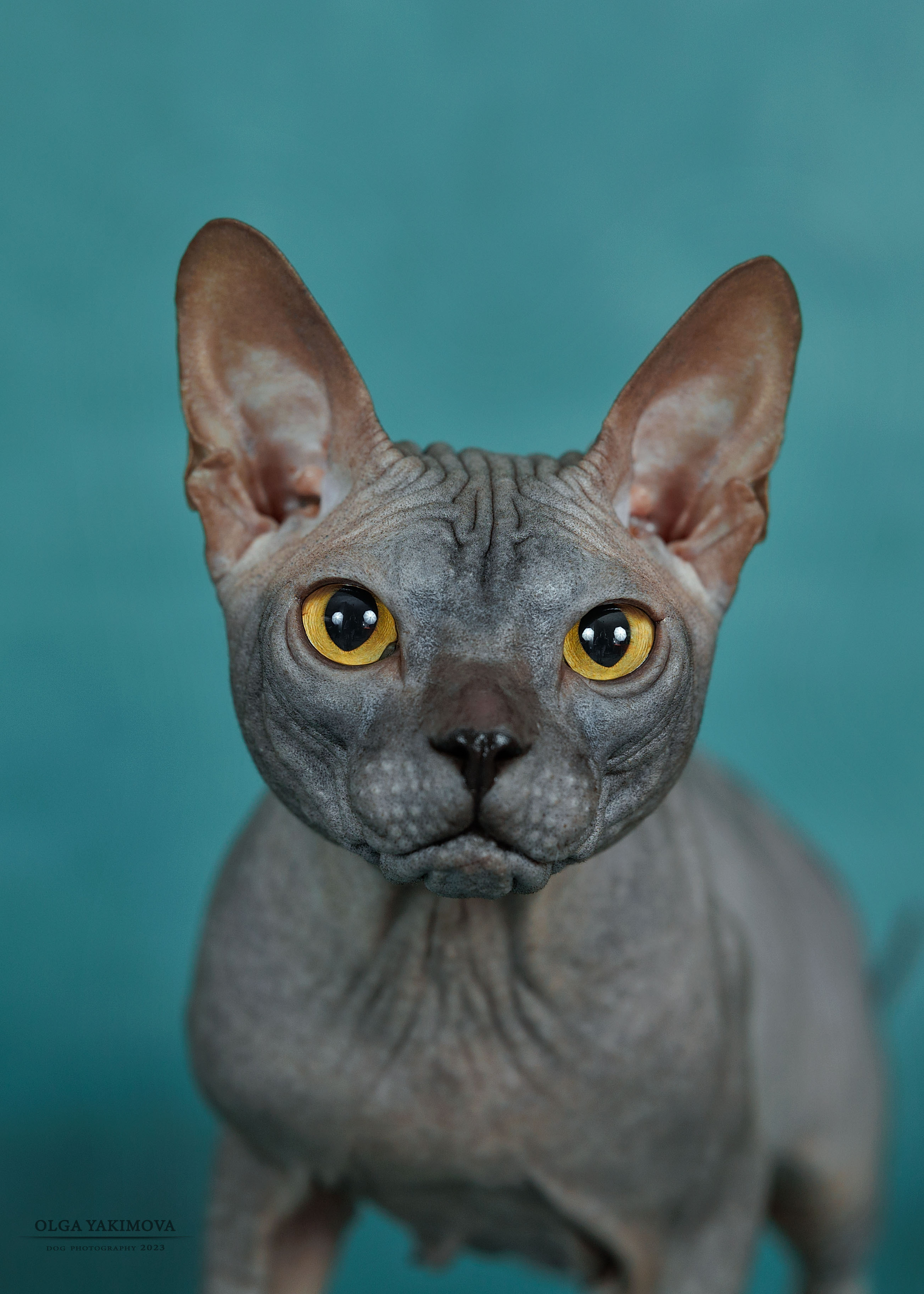 Кошки. Фотограф