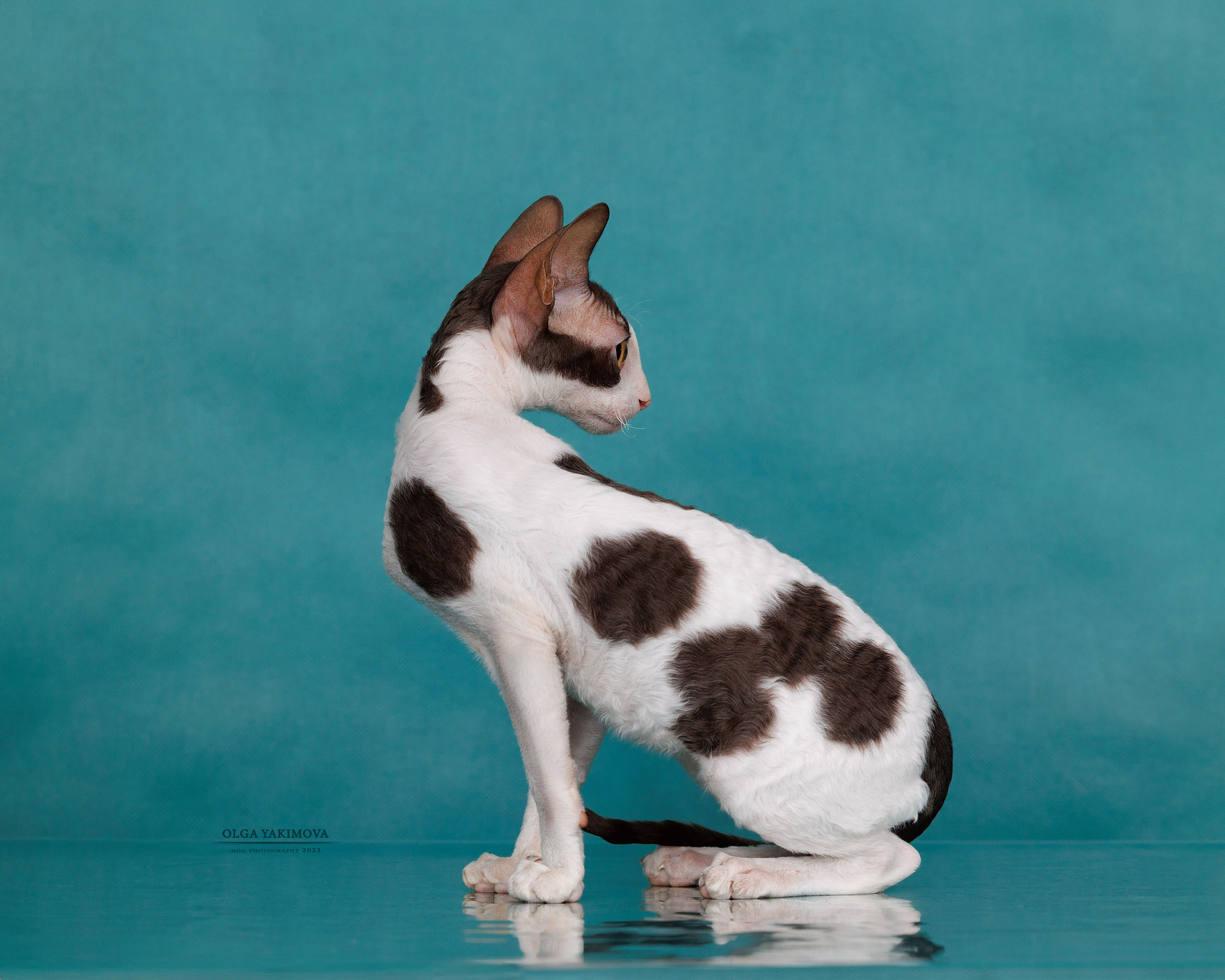 Кошки. Фотограф