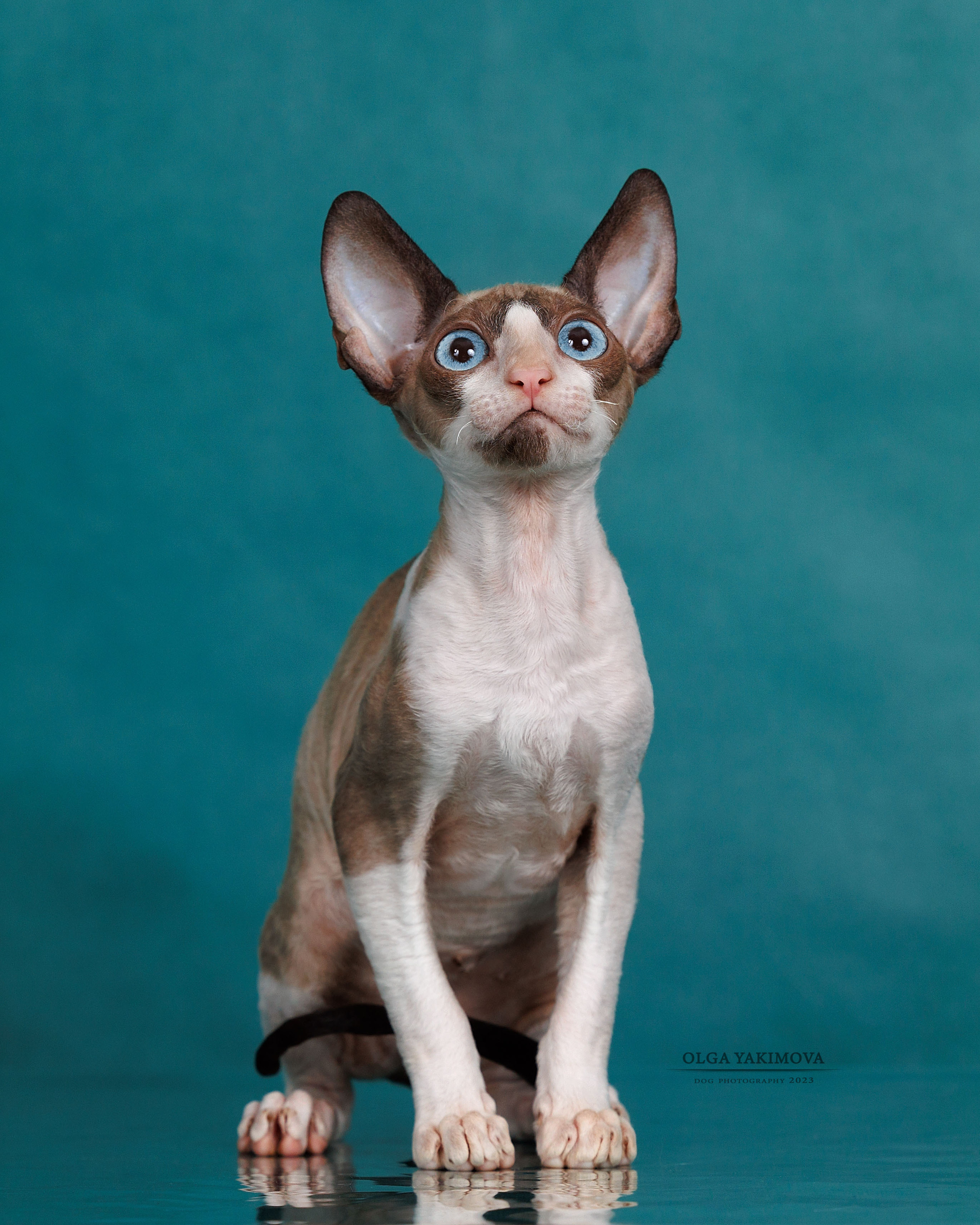 Кошки. Фотограф