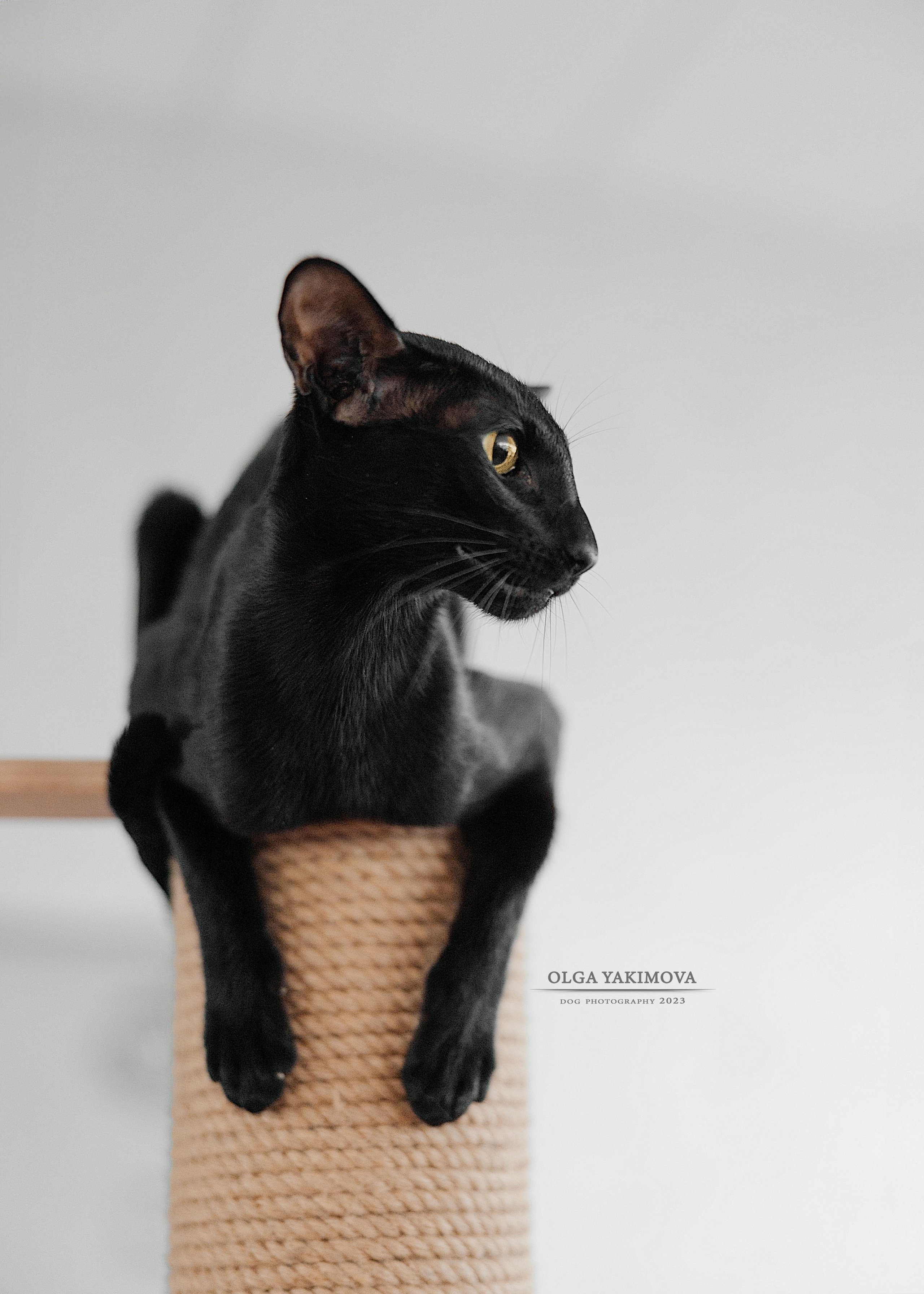 Кошки. Фотограф