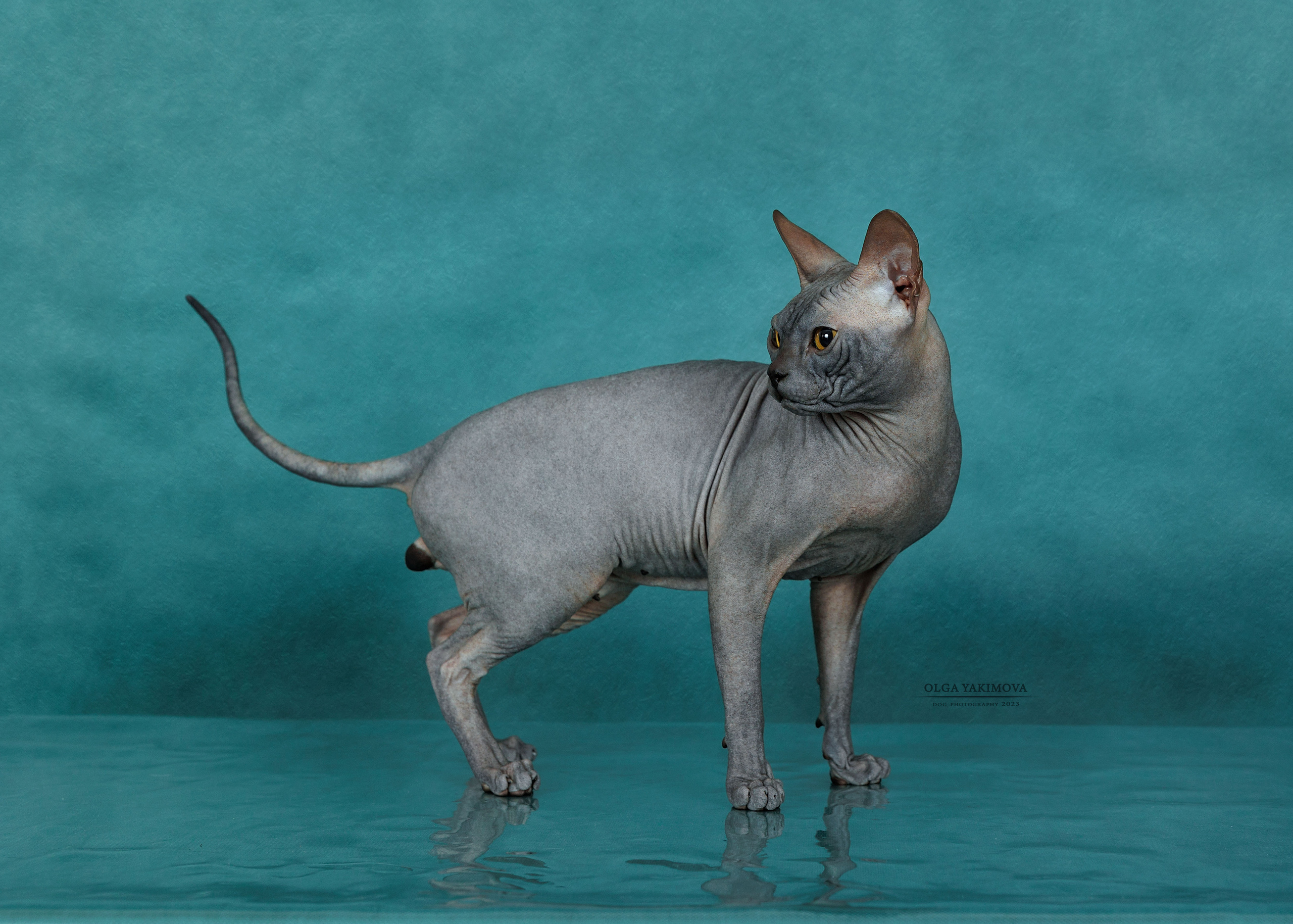 Кошки. Фотограф