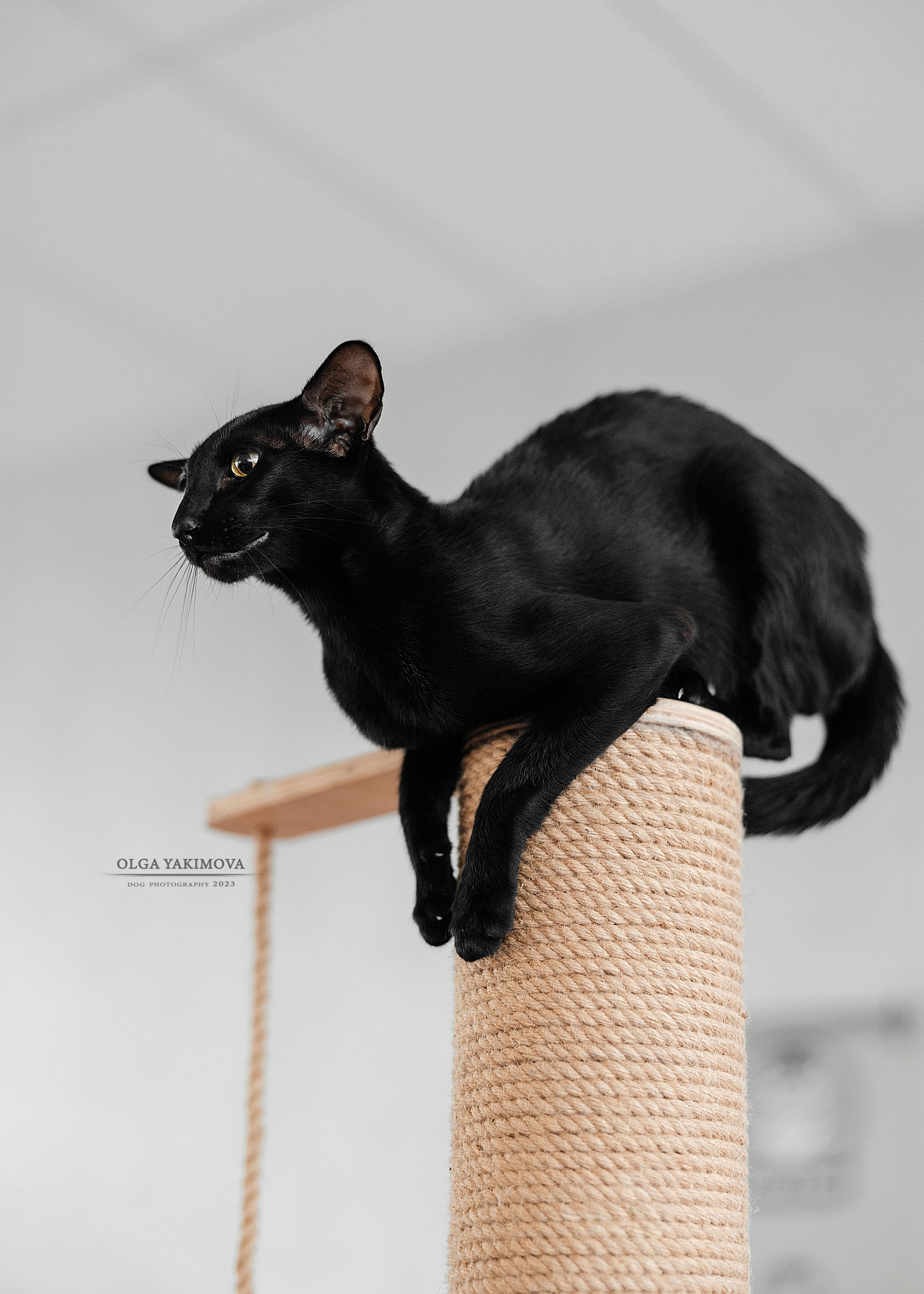 Кошки. Фотограф