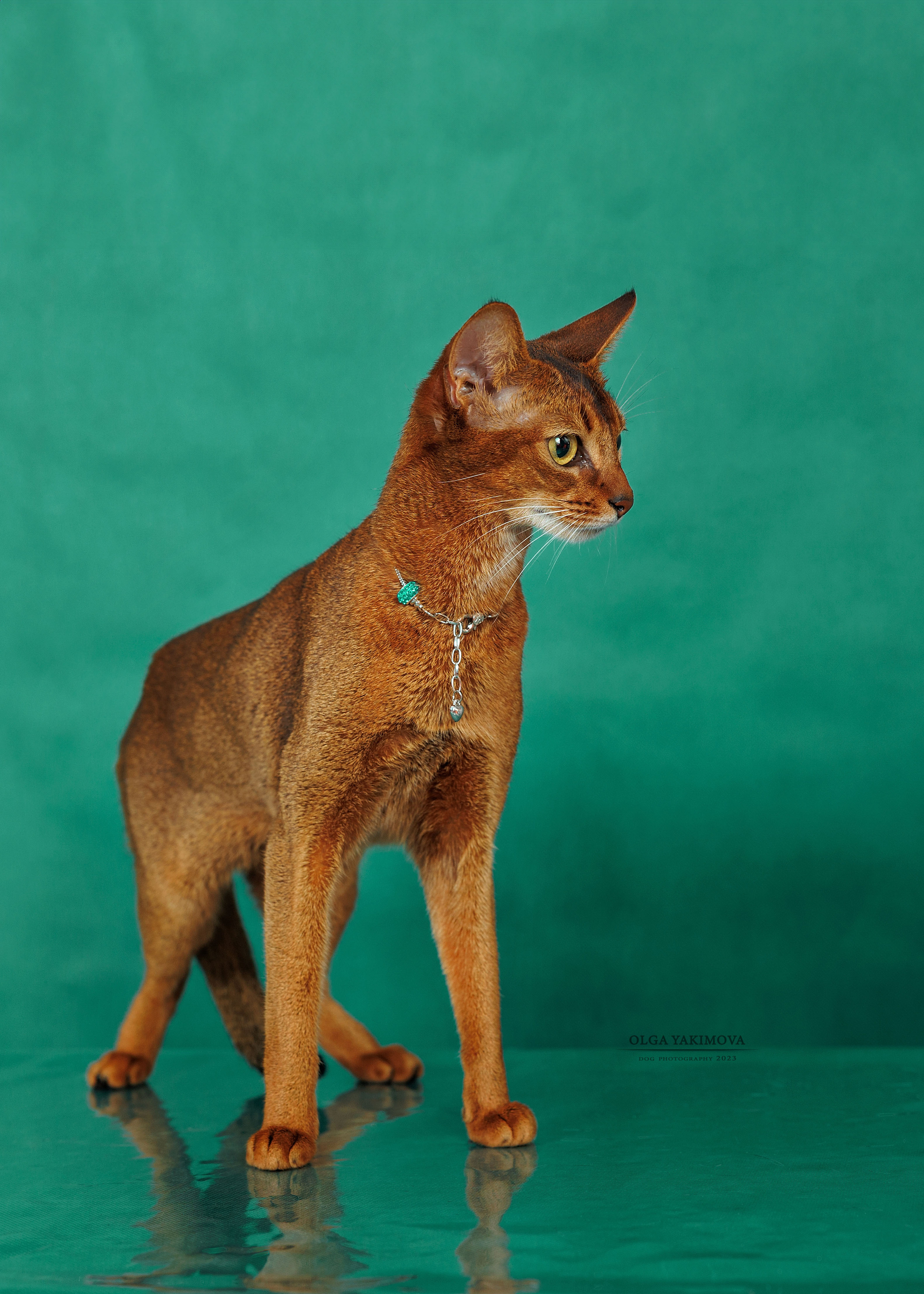 Кошки. Фотограф