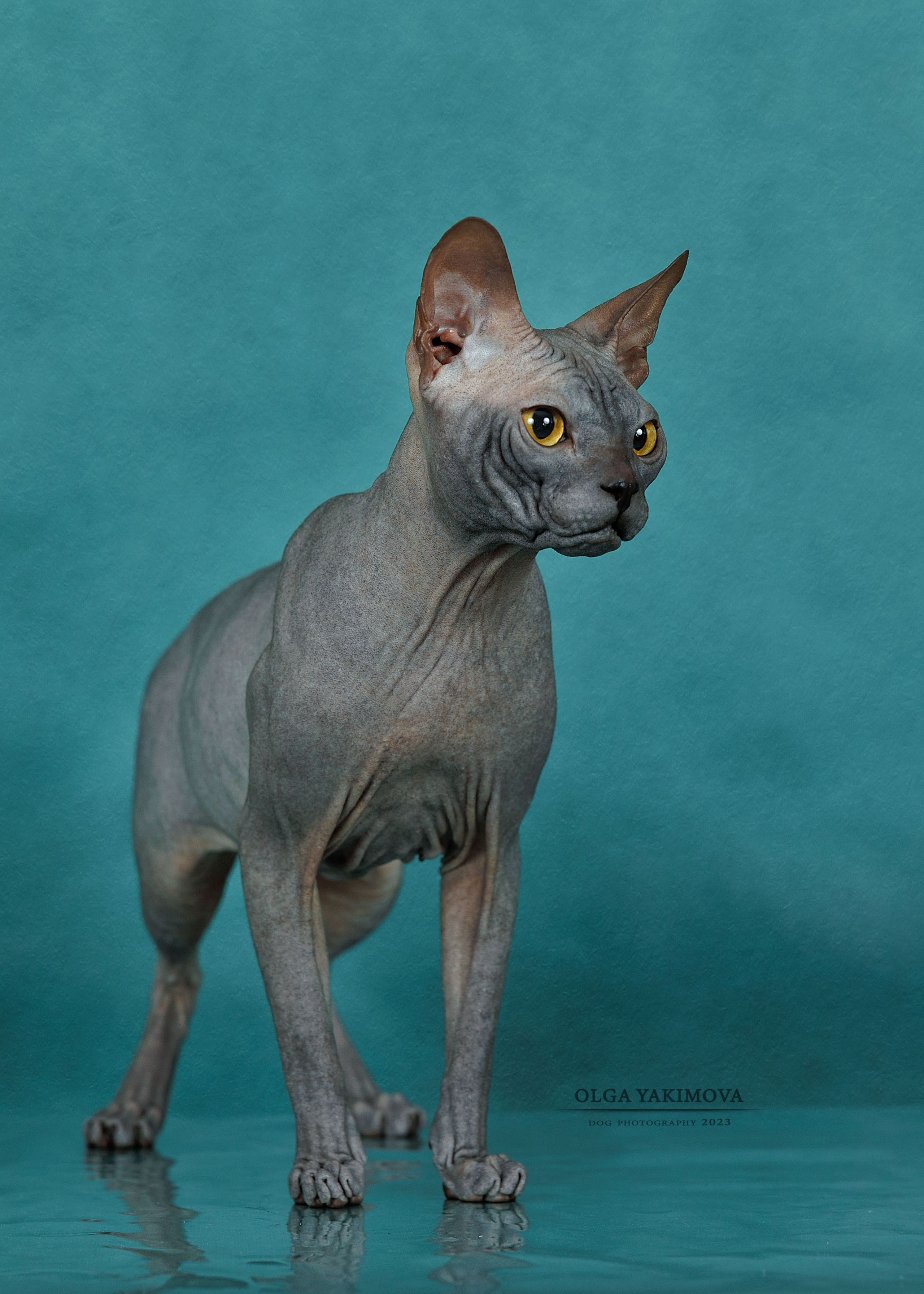 Кошки. Фотограф