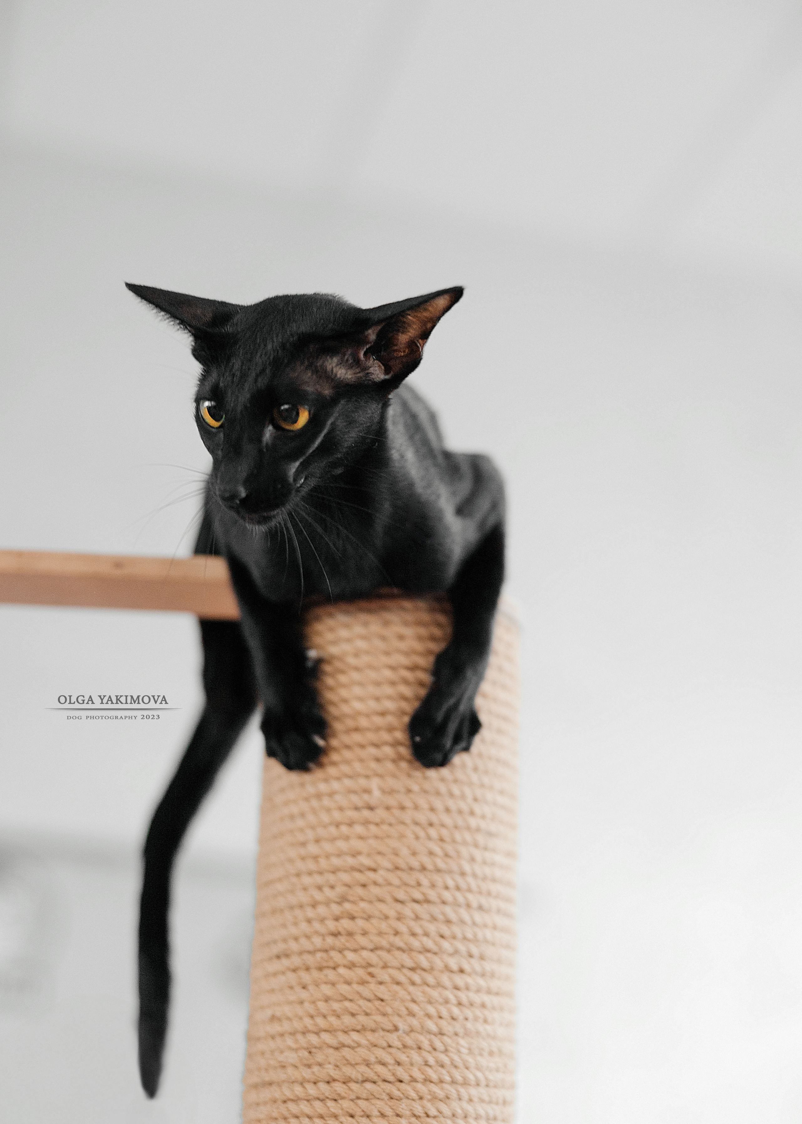 Кошки. Фотограф