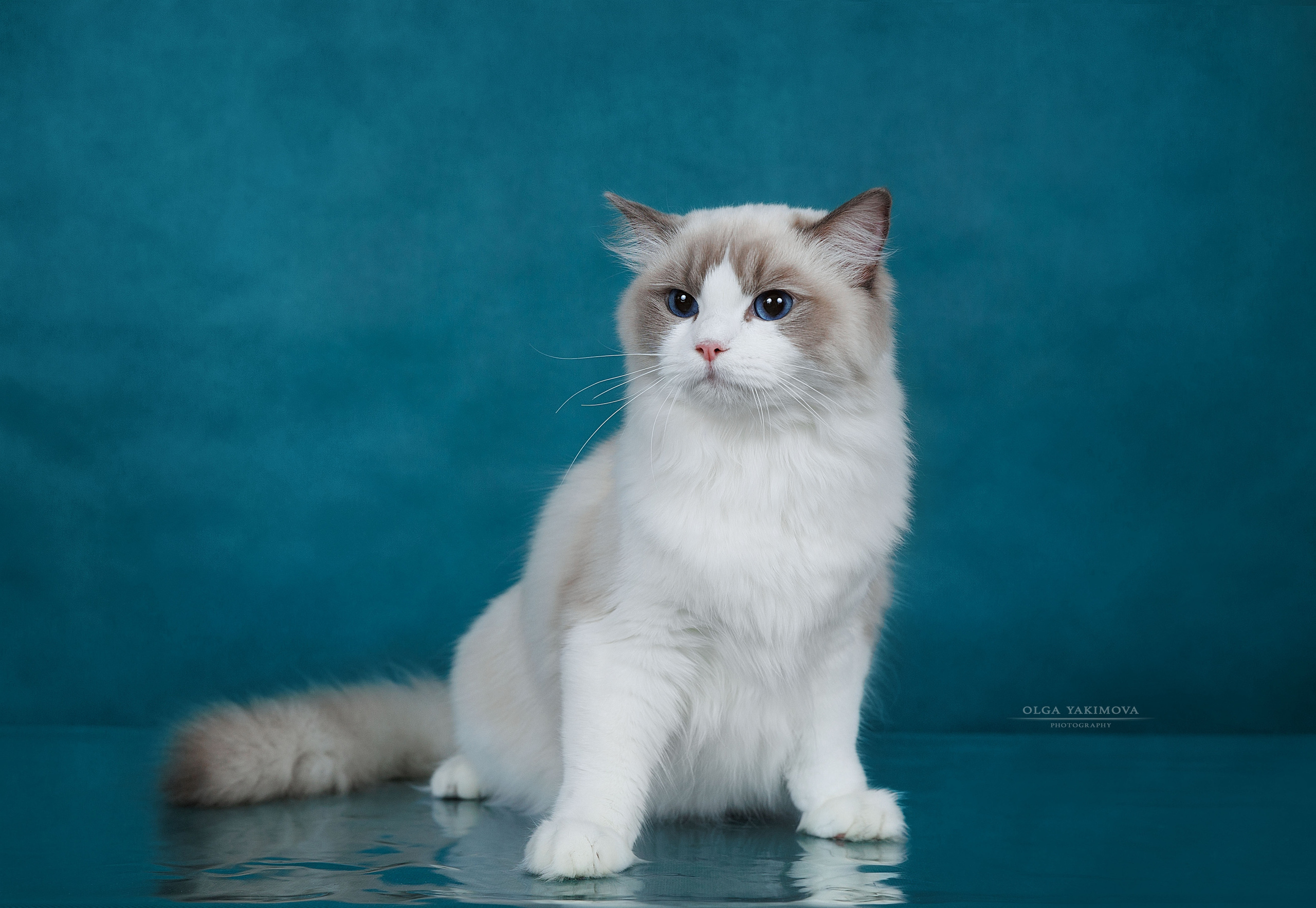 Кошки. Фотограф