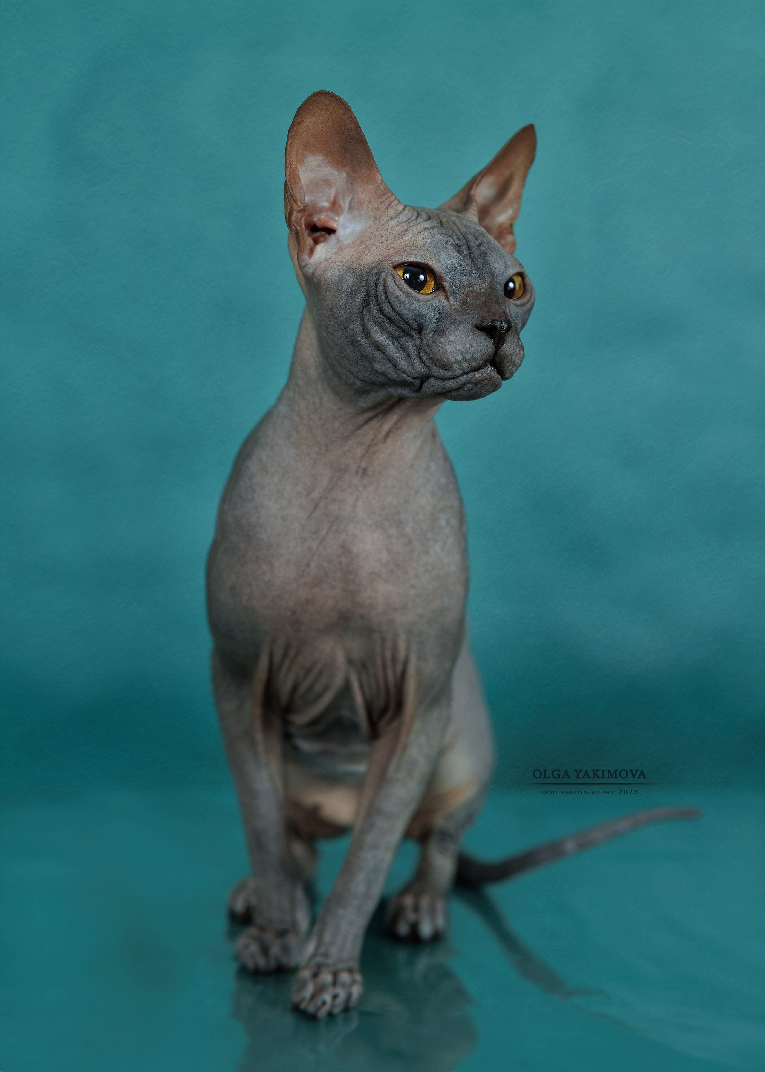 Кошки. Фотограф