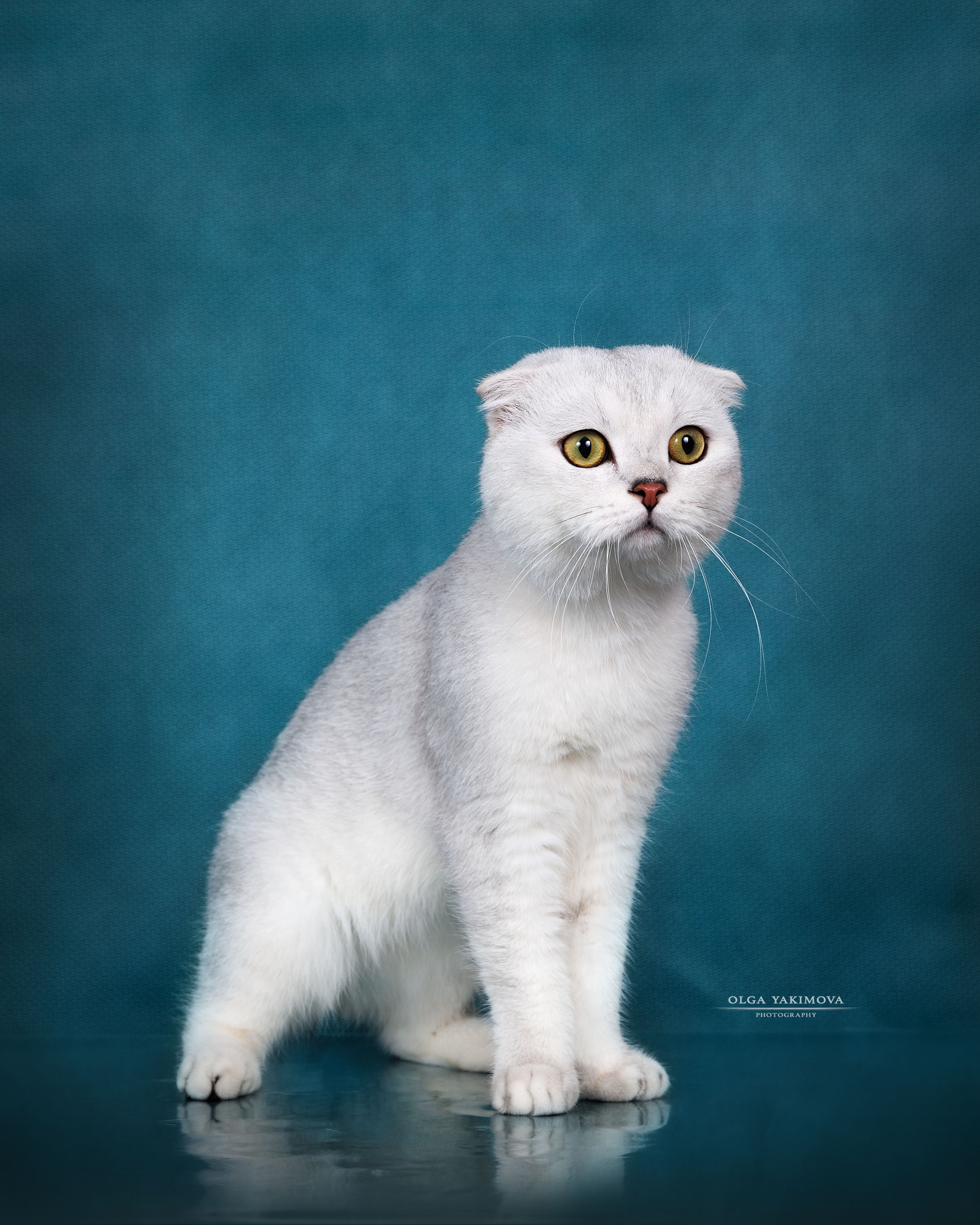 Кошки. Фотограф