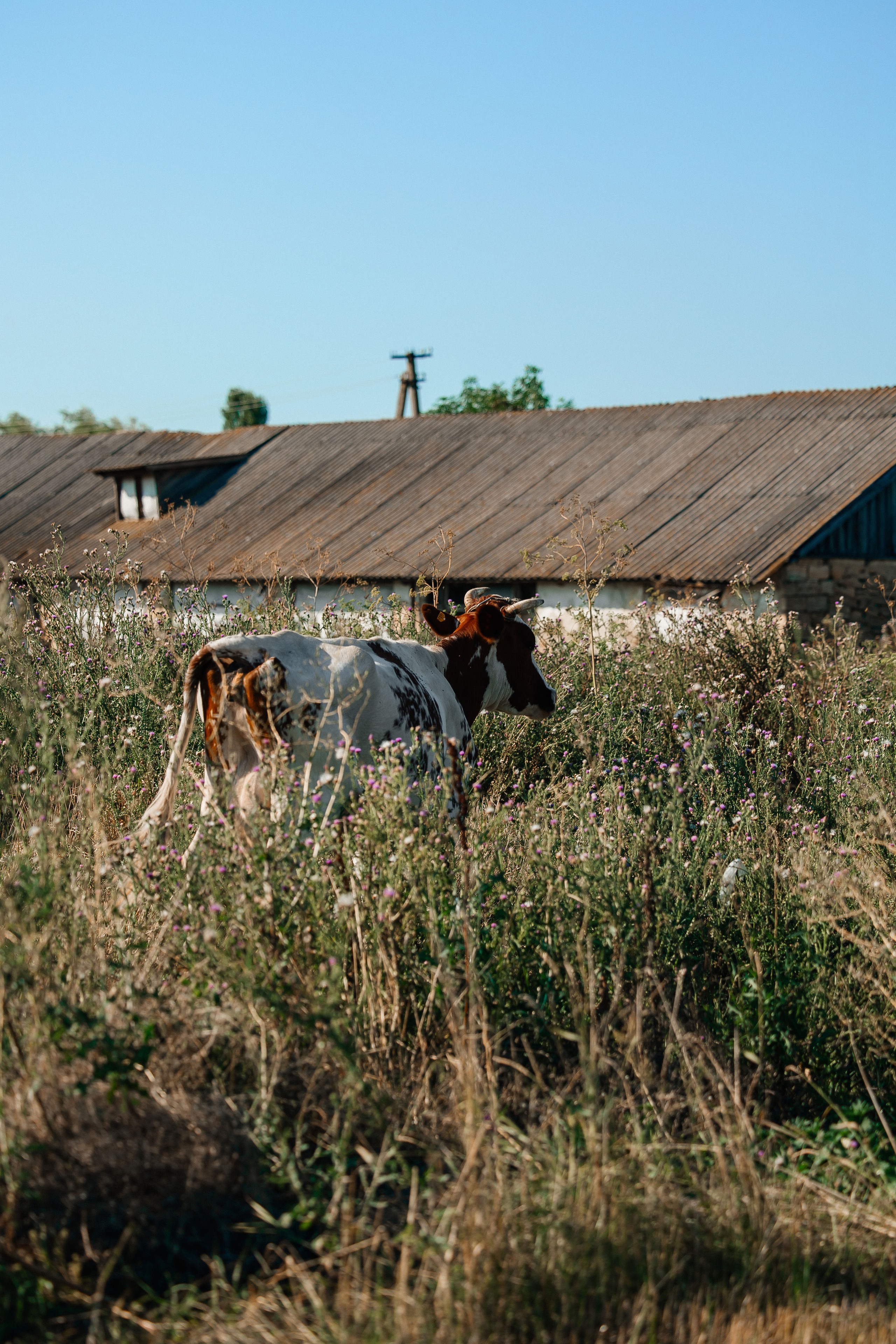 В поиске ромашкового поля…. Фотограф