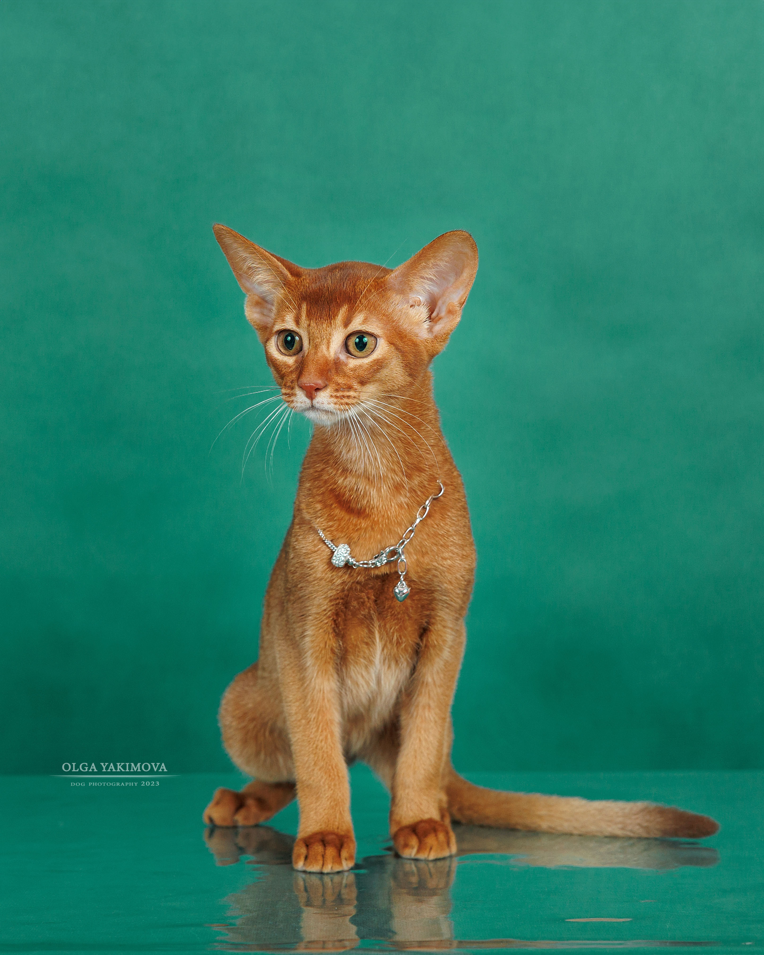 Кошки. Фотограф