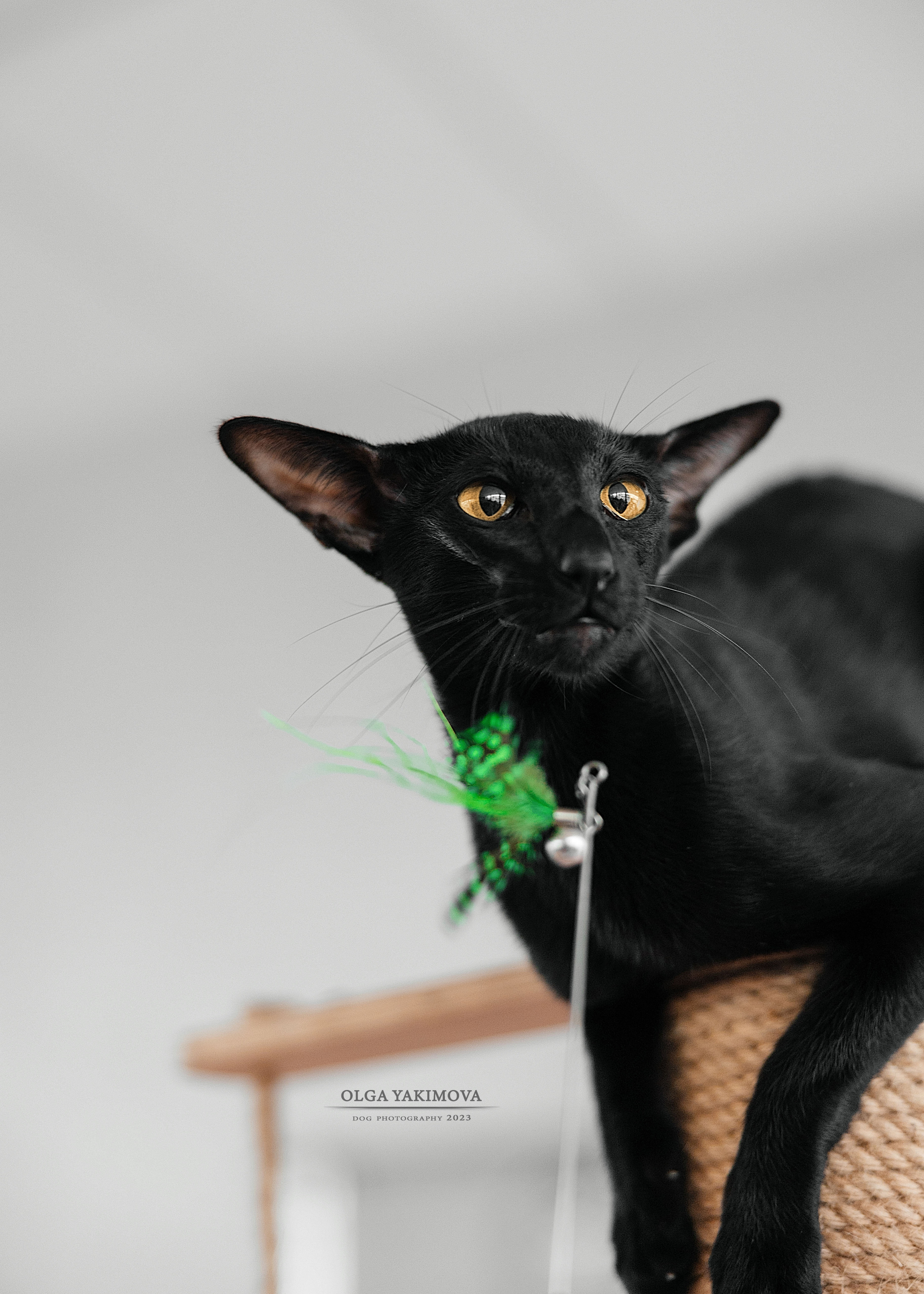 Кошки. Фотограф