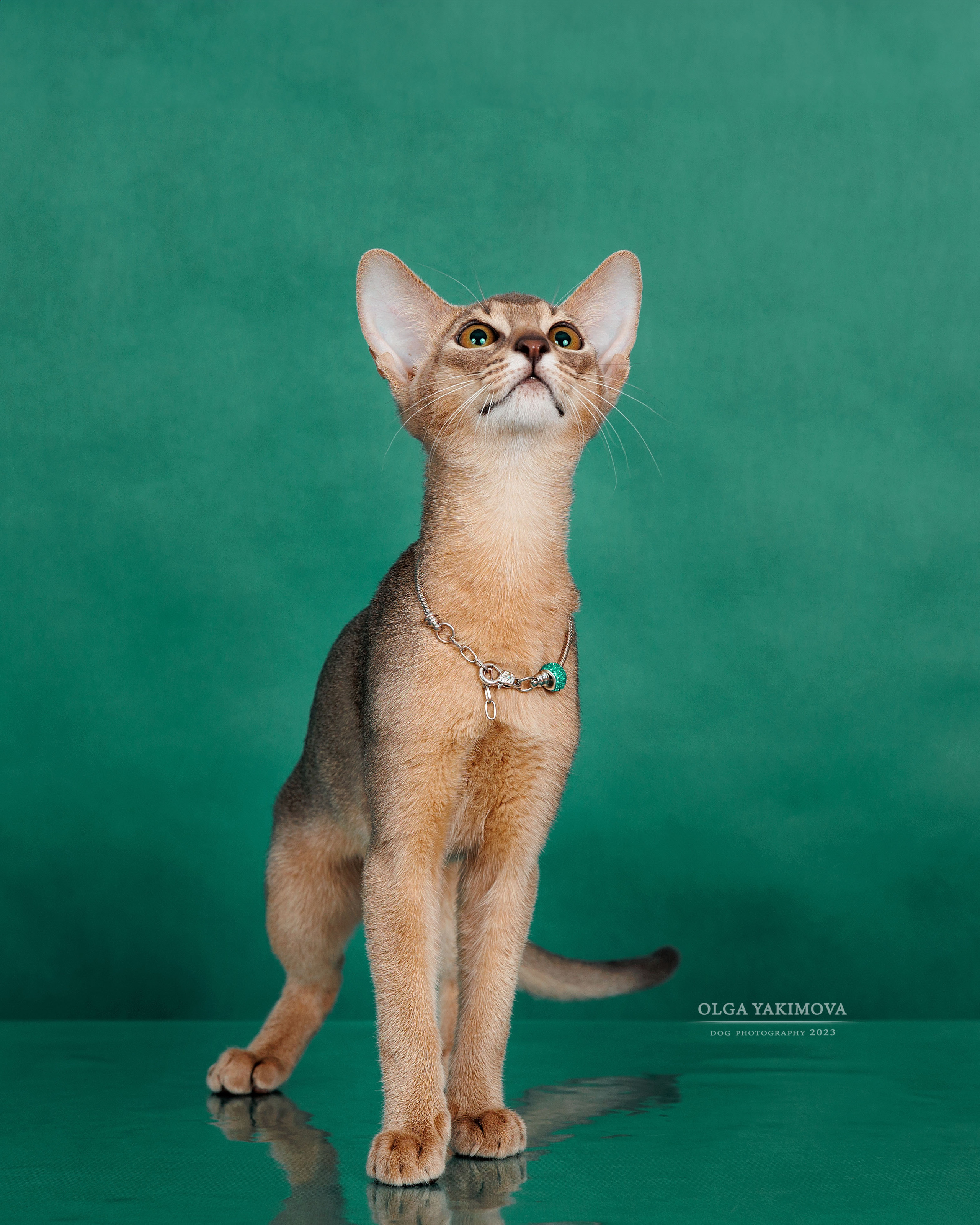 Кошки. Фотограф