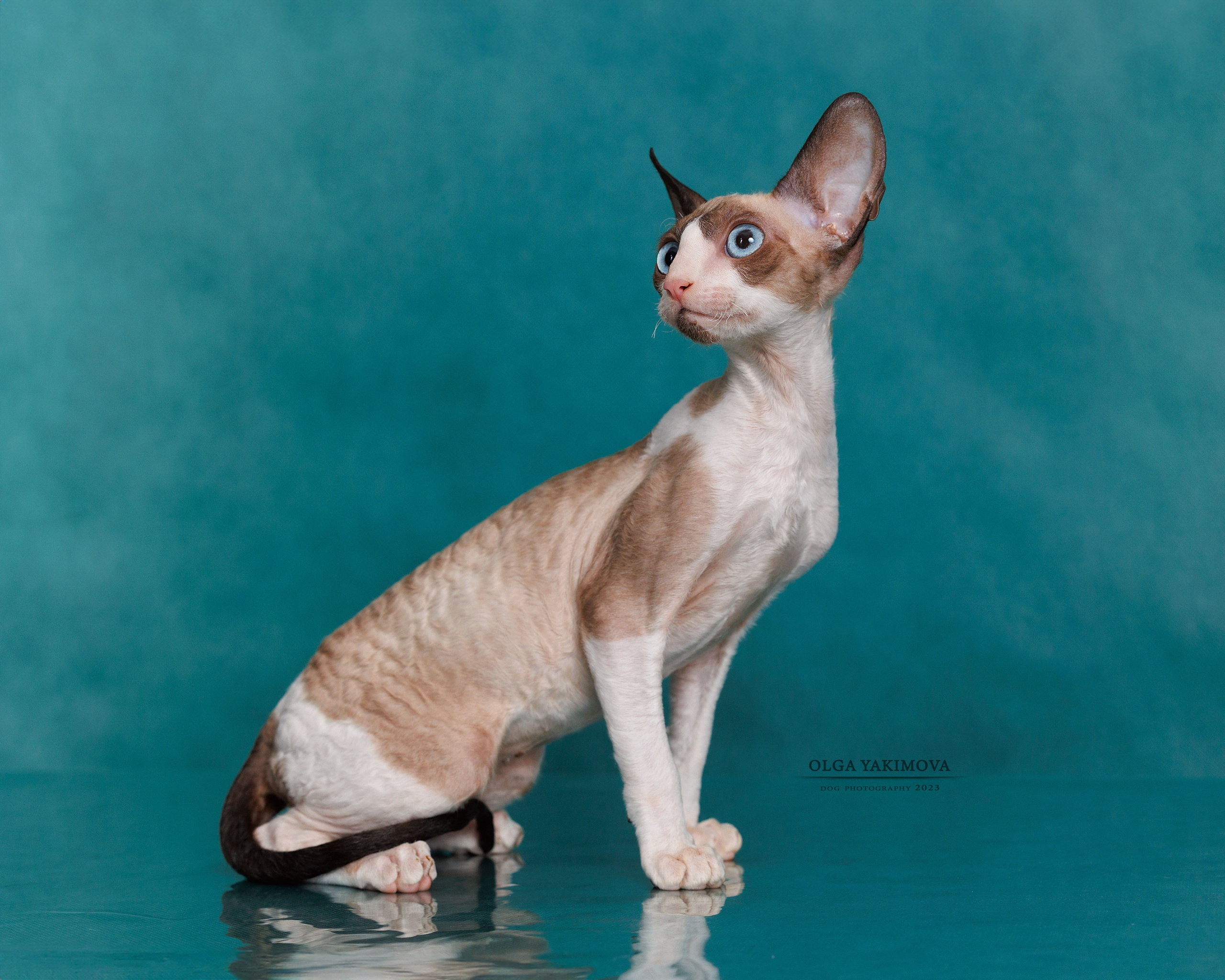 Кошки. Фотограф