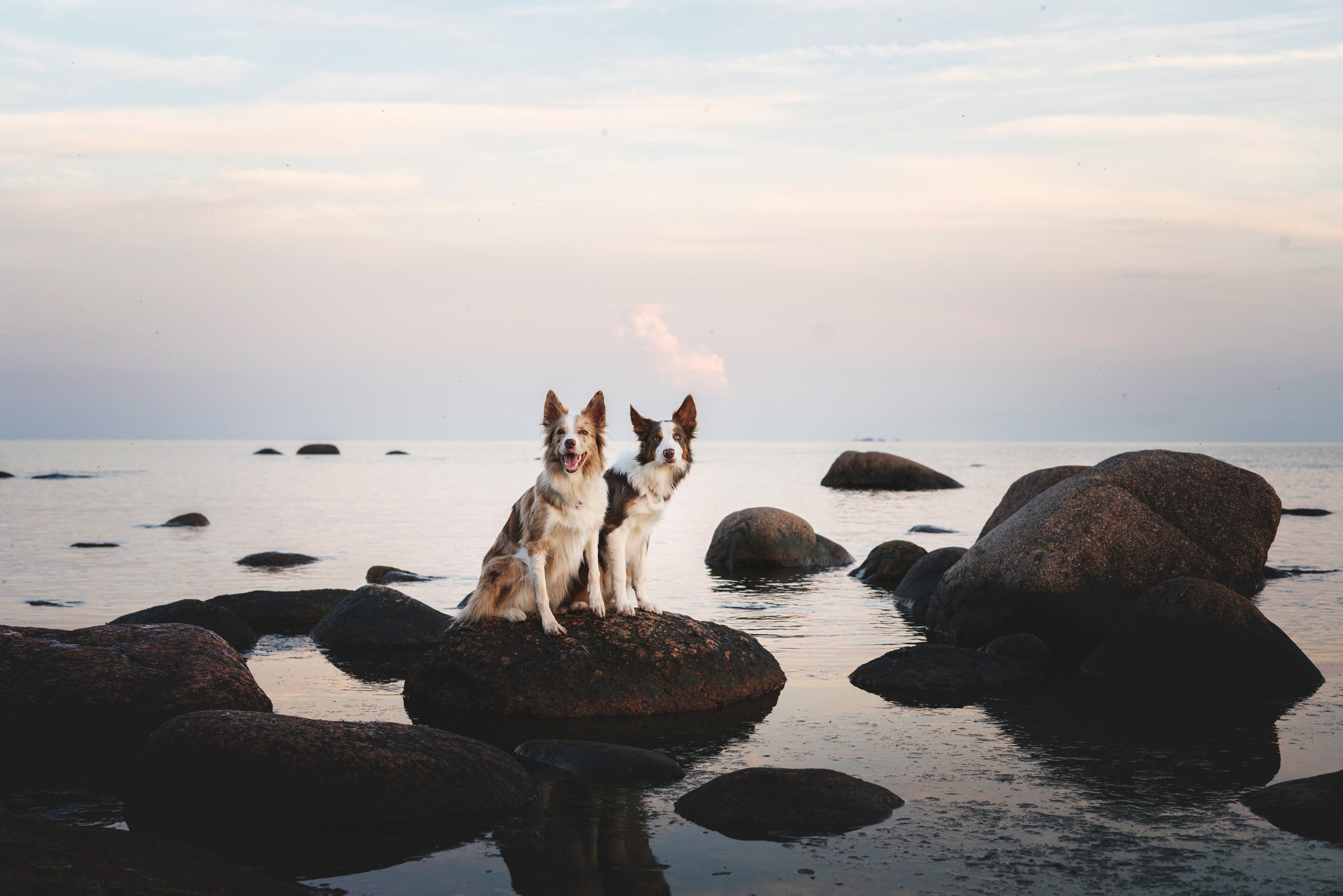 Рита, Маша и много собак. Фотограф анималист Осипчикова Мария
