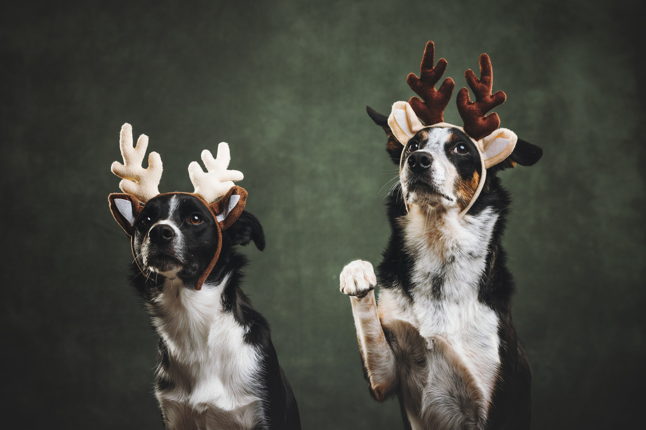 Бордер-колли. Фотограф анималист Осипчикова Мария