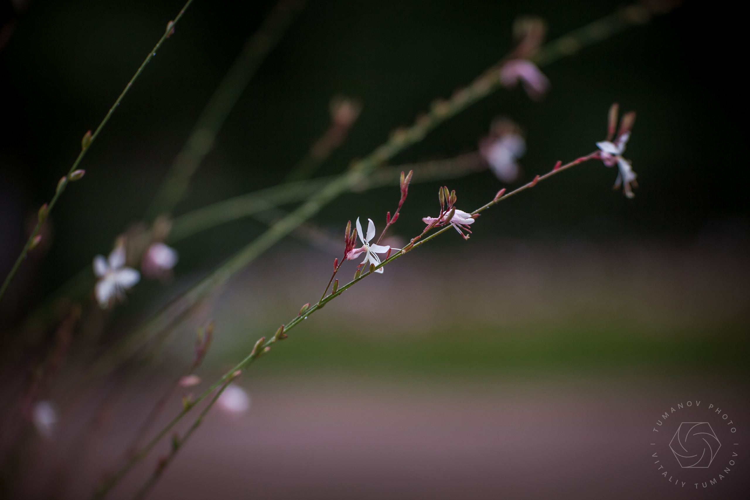 Ландшафтная фотография. Виталий Туманов — Ландшафтный фотограф