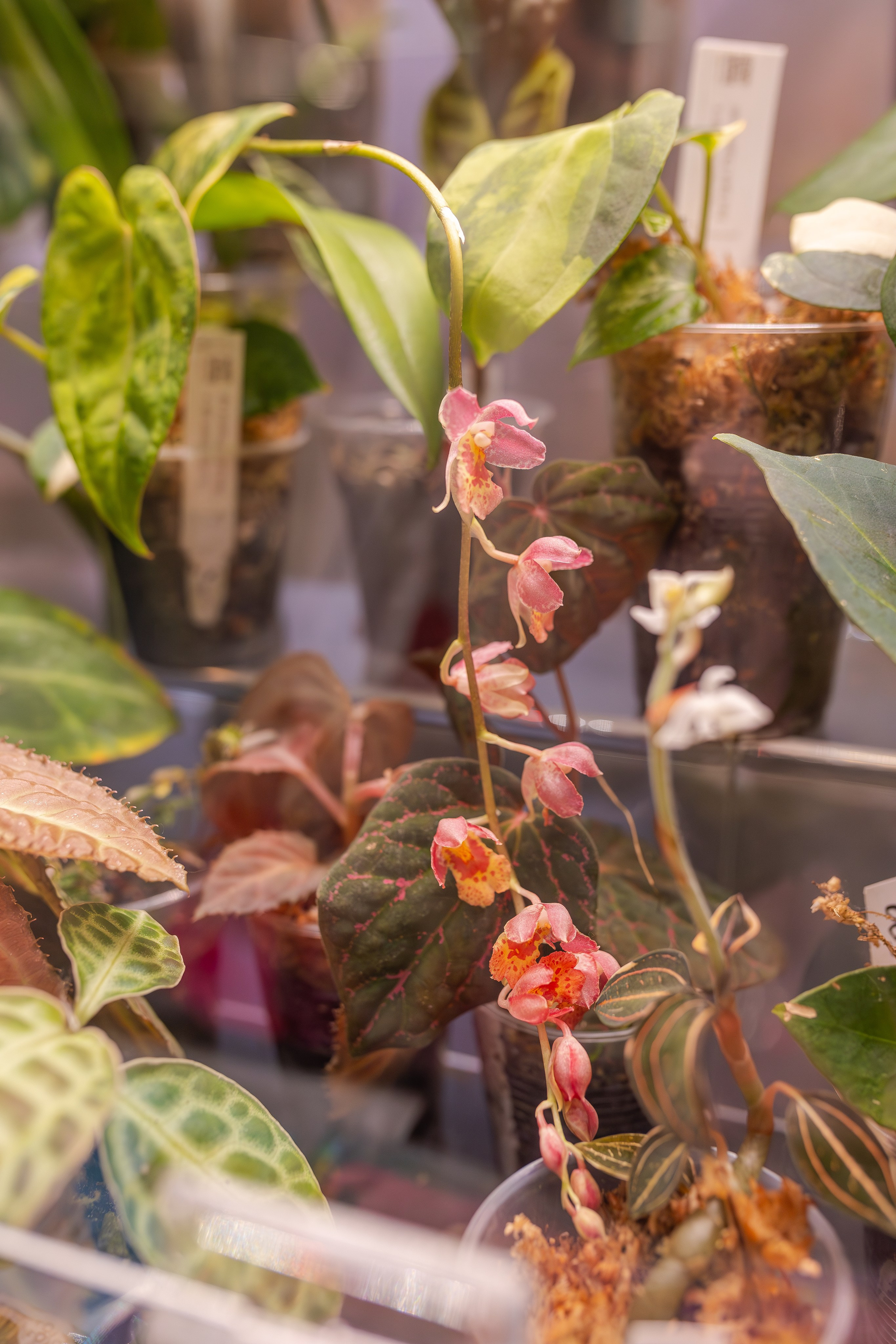 Монстериум апрель 2026. Александра Куликова фотограф, Москва