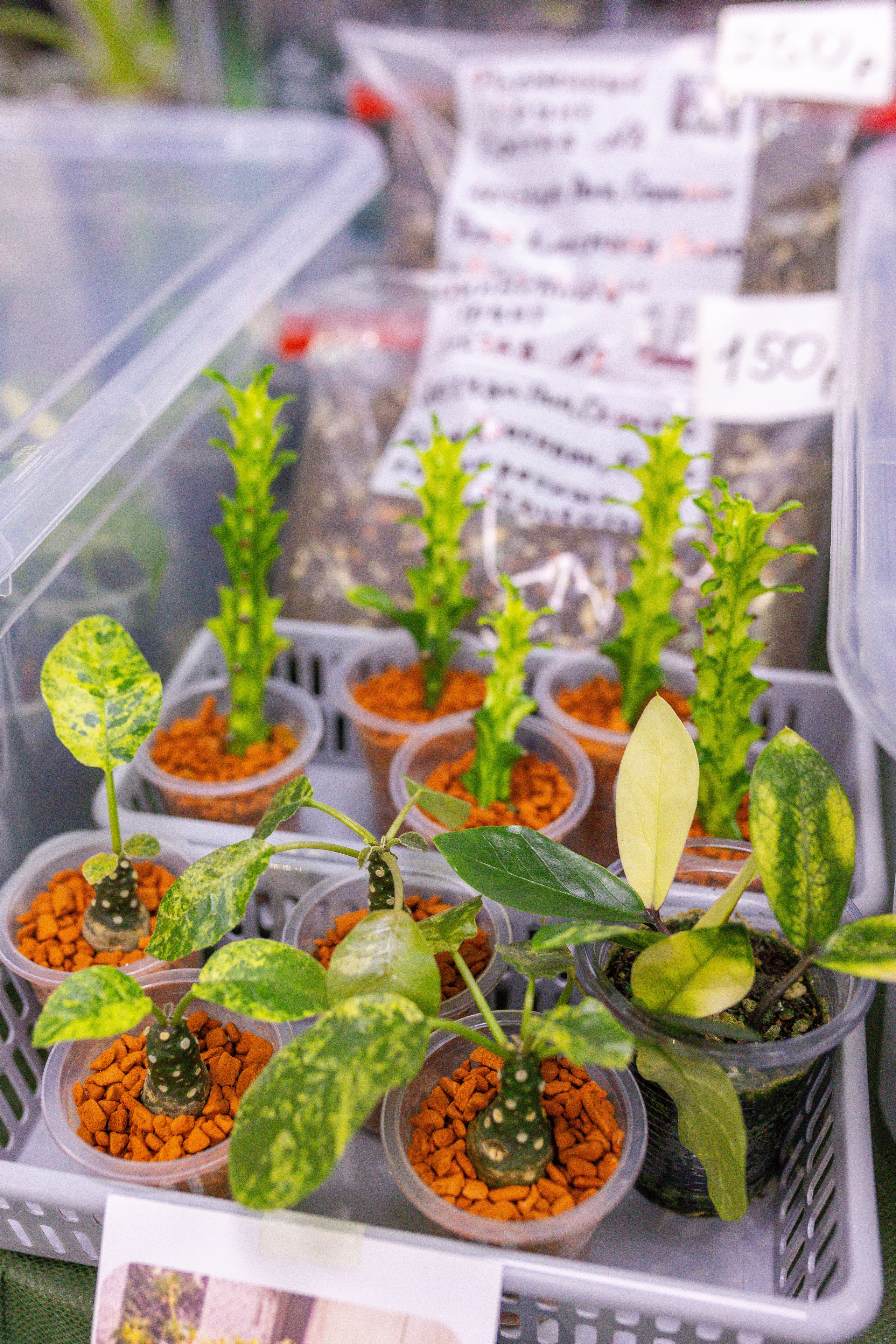 Орхидиум сентябрь 2025. Александра Куликова фотограф, Москва