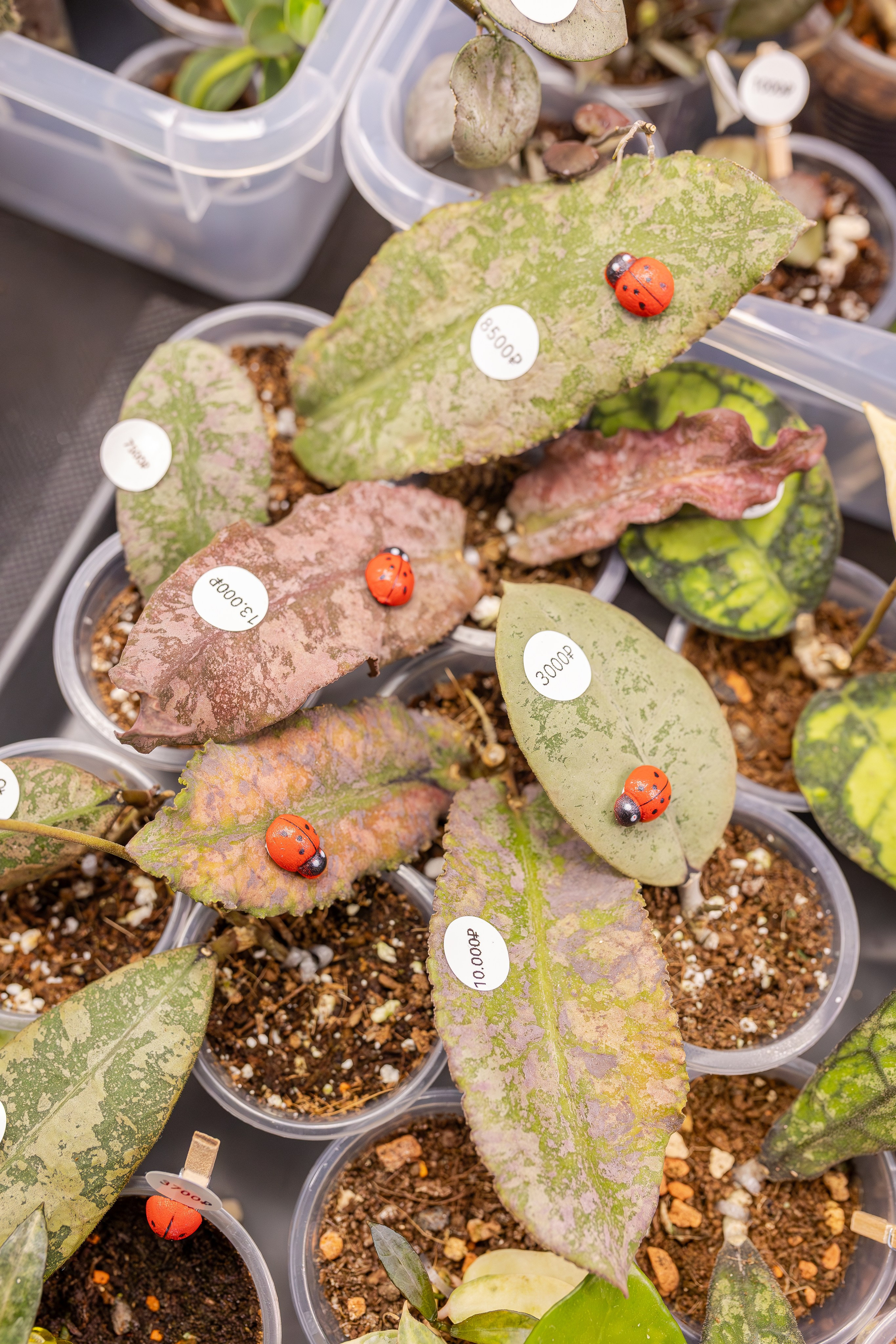 Монстериум апрель 2026. Александра Куликова фотограф, Москва