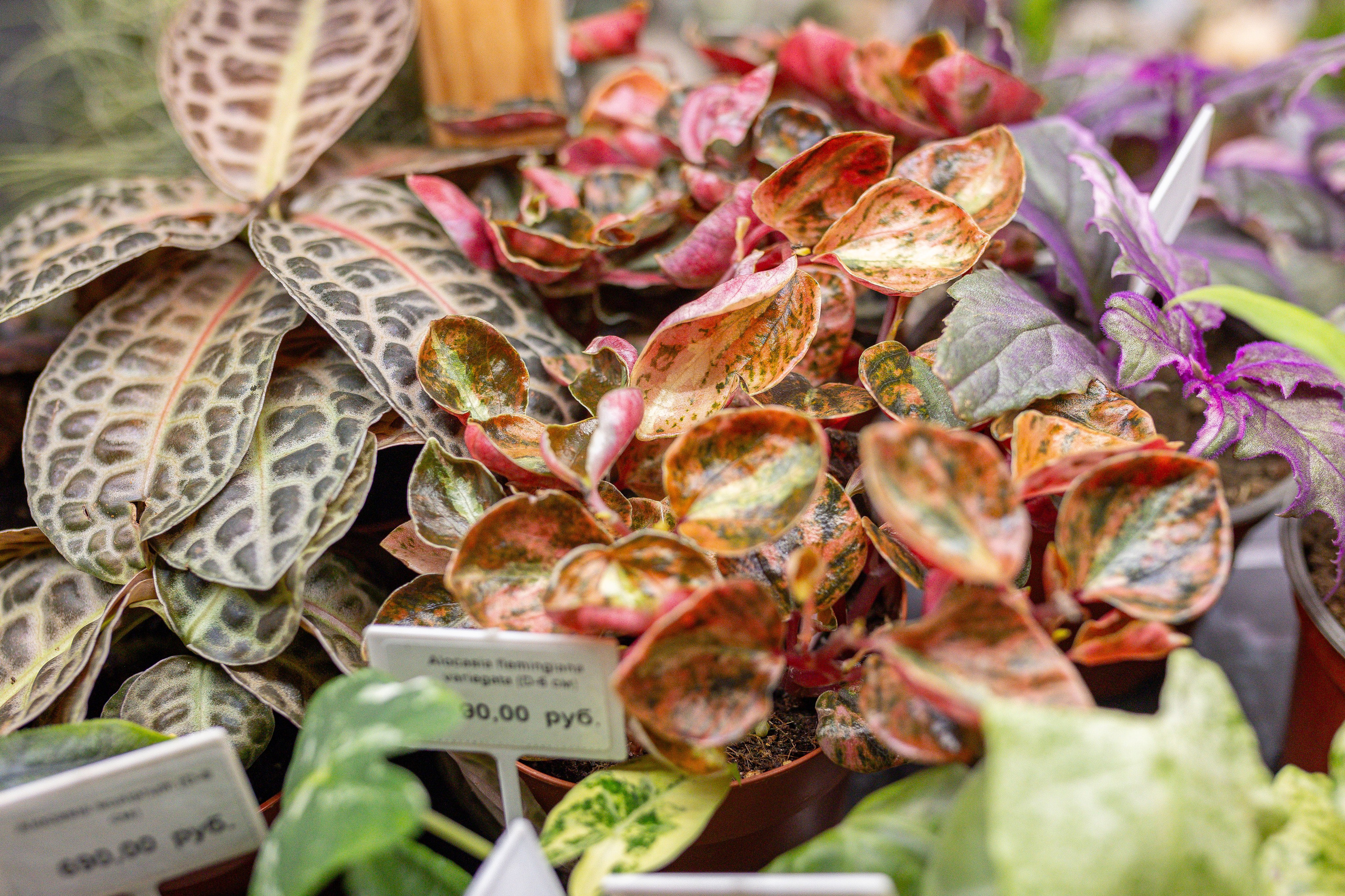 Орхидиум 12.2025. Александра Куликова фотограф, Москва