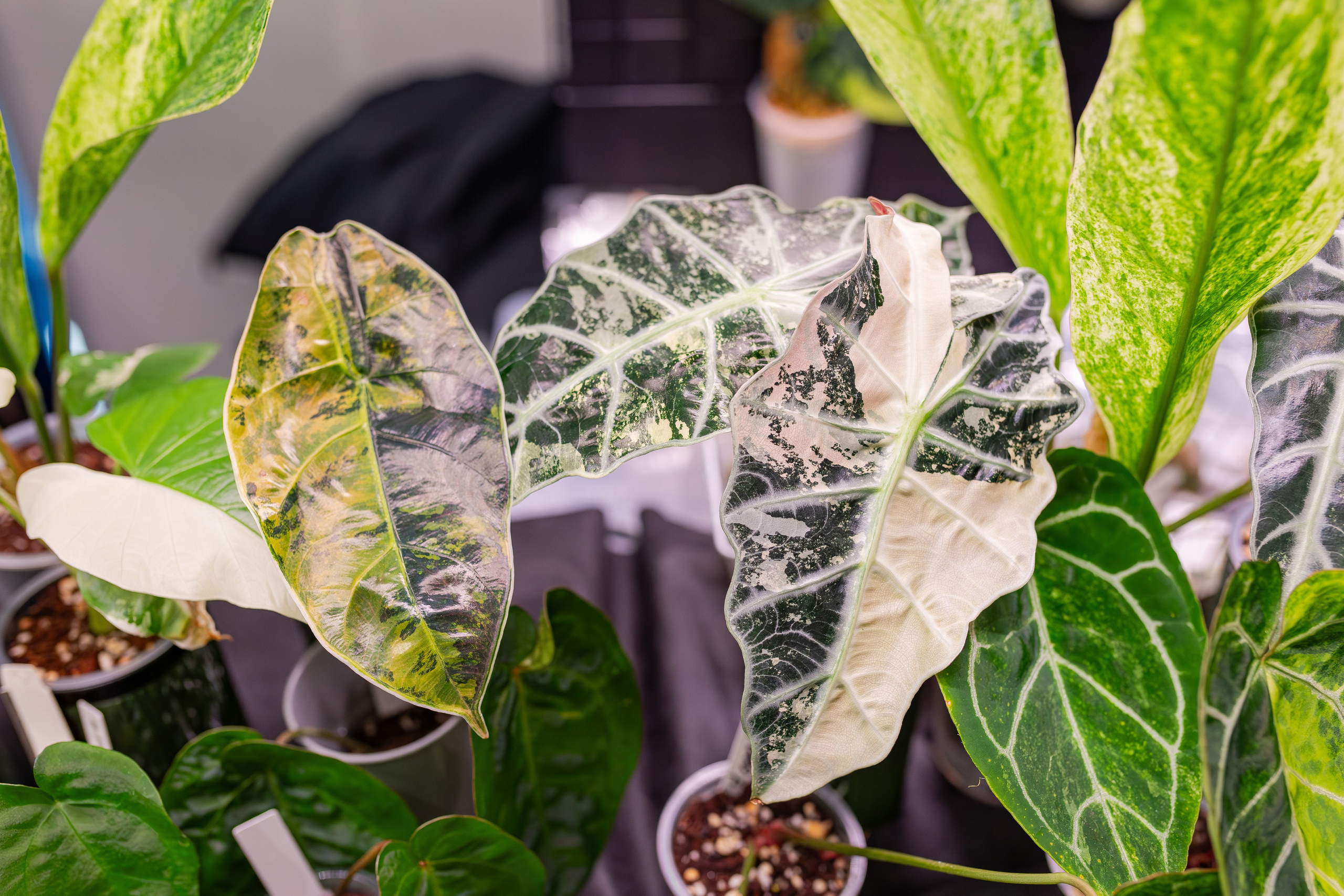 Монстериум апрель 2026. Александра Куликова фотограф, Москва