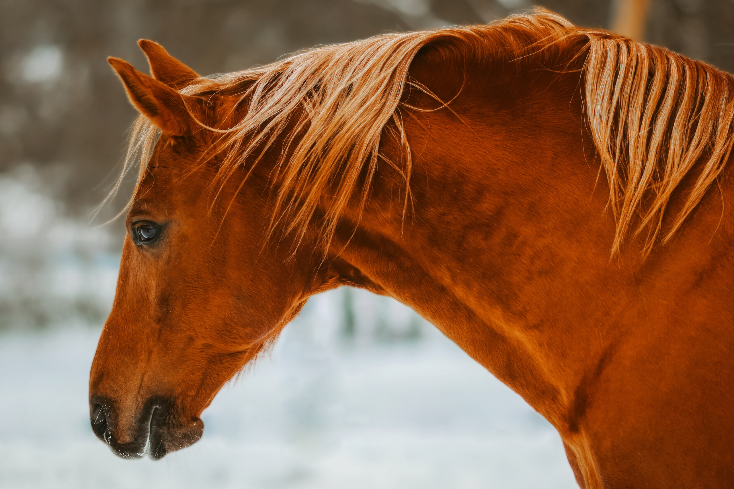 Фотосессии с лошадьми