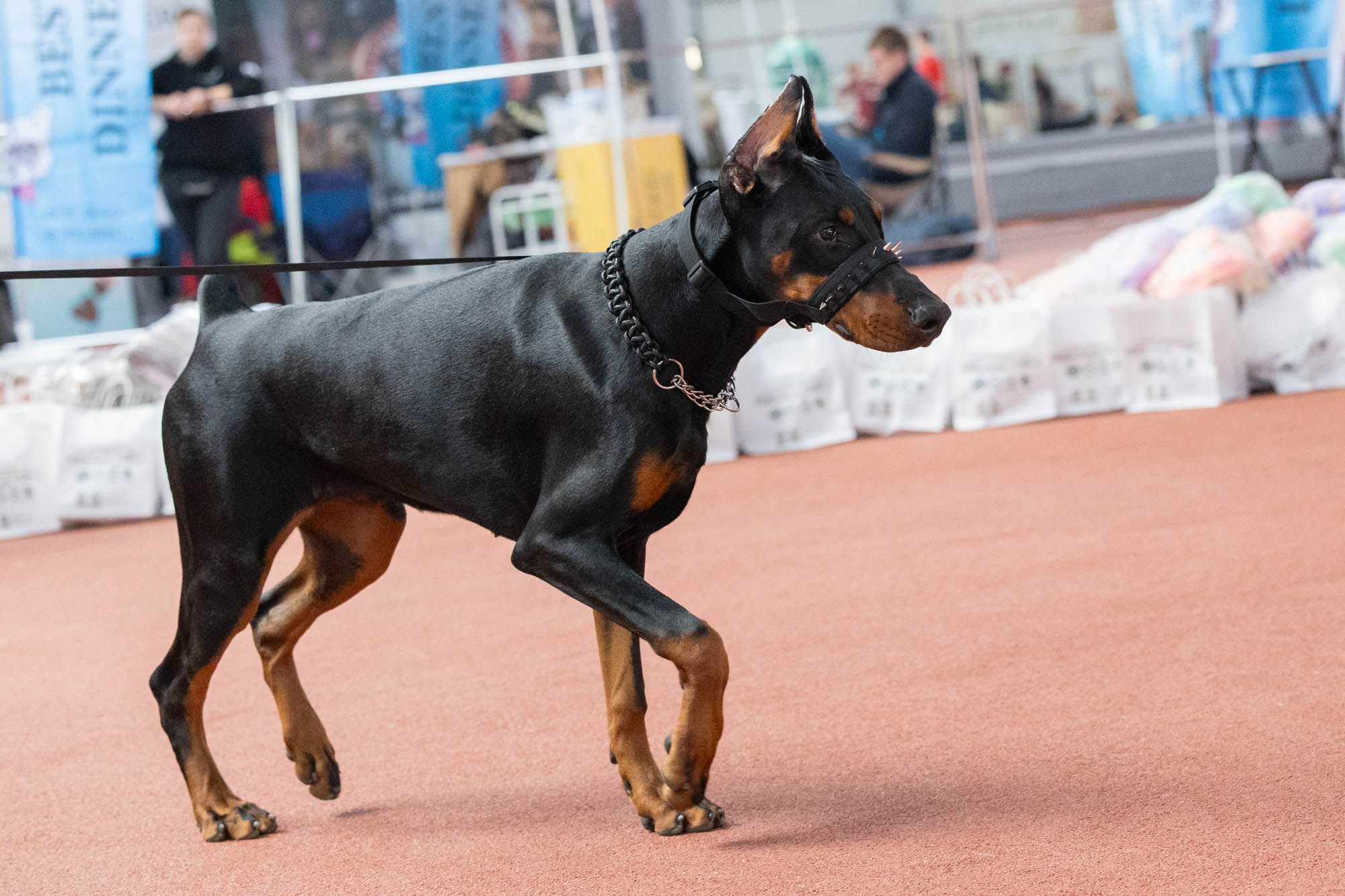 IDBC. Виктория Михайловская. Фотограф-анималист. Москва