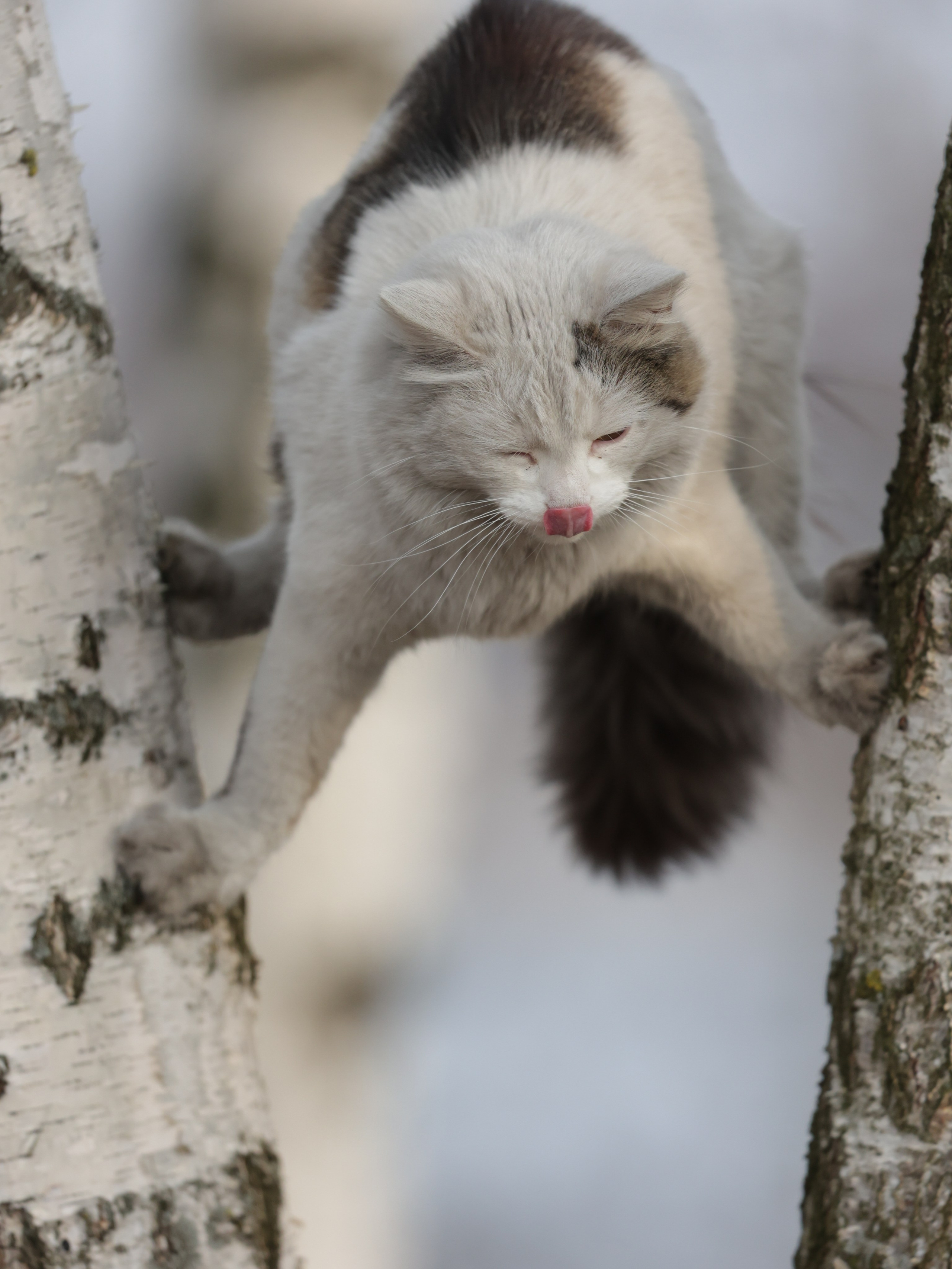 Фотограф Татьяна Марсуверских г. Жуковский, Москва и Мо. Репортажные съёмки, фотосессии,  фотограф анималист, фотосъёмка животных. Фотограф для маркетплейсов, фотоуслуги в Жуковском Татьяна Марсуверских
