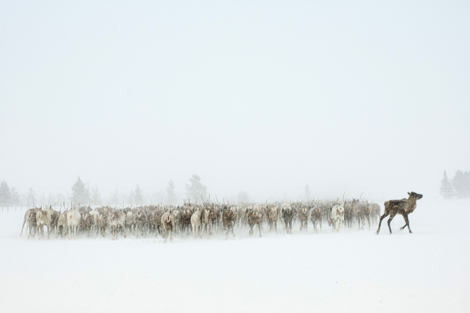 Кораль. На север к оленям. Репортажный фотограф в Сочи — Михаил Мордасов