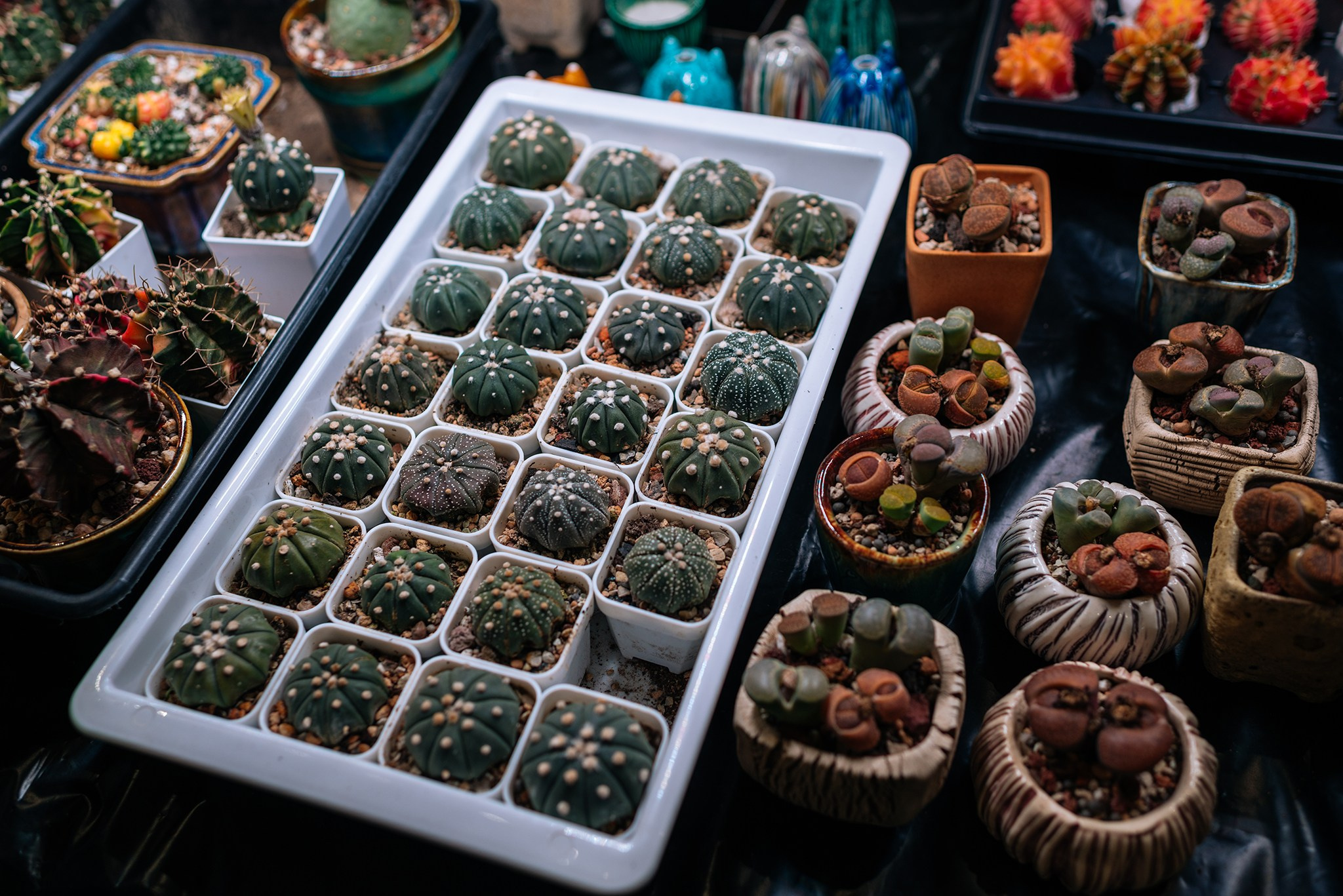 ВАУ Фест. Март 26. Репортажный фотограф в Санкт-Петербурге Анастасия Клёпова