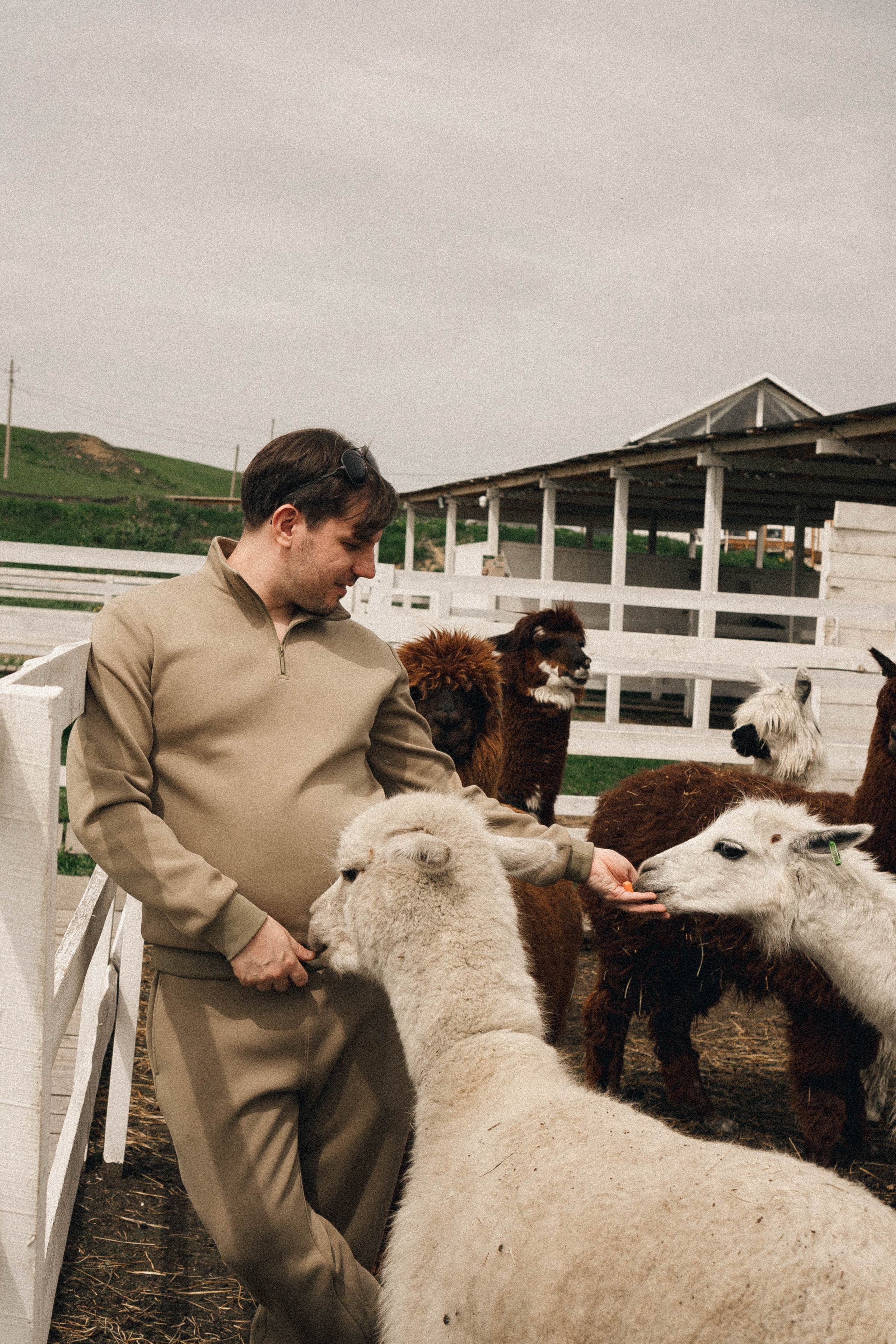 Ферма Альпак. Профессиональный фотограф, Санкт-Петербург — Виктория Богомолова