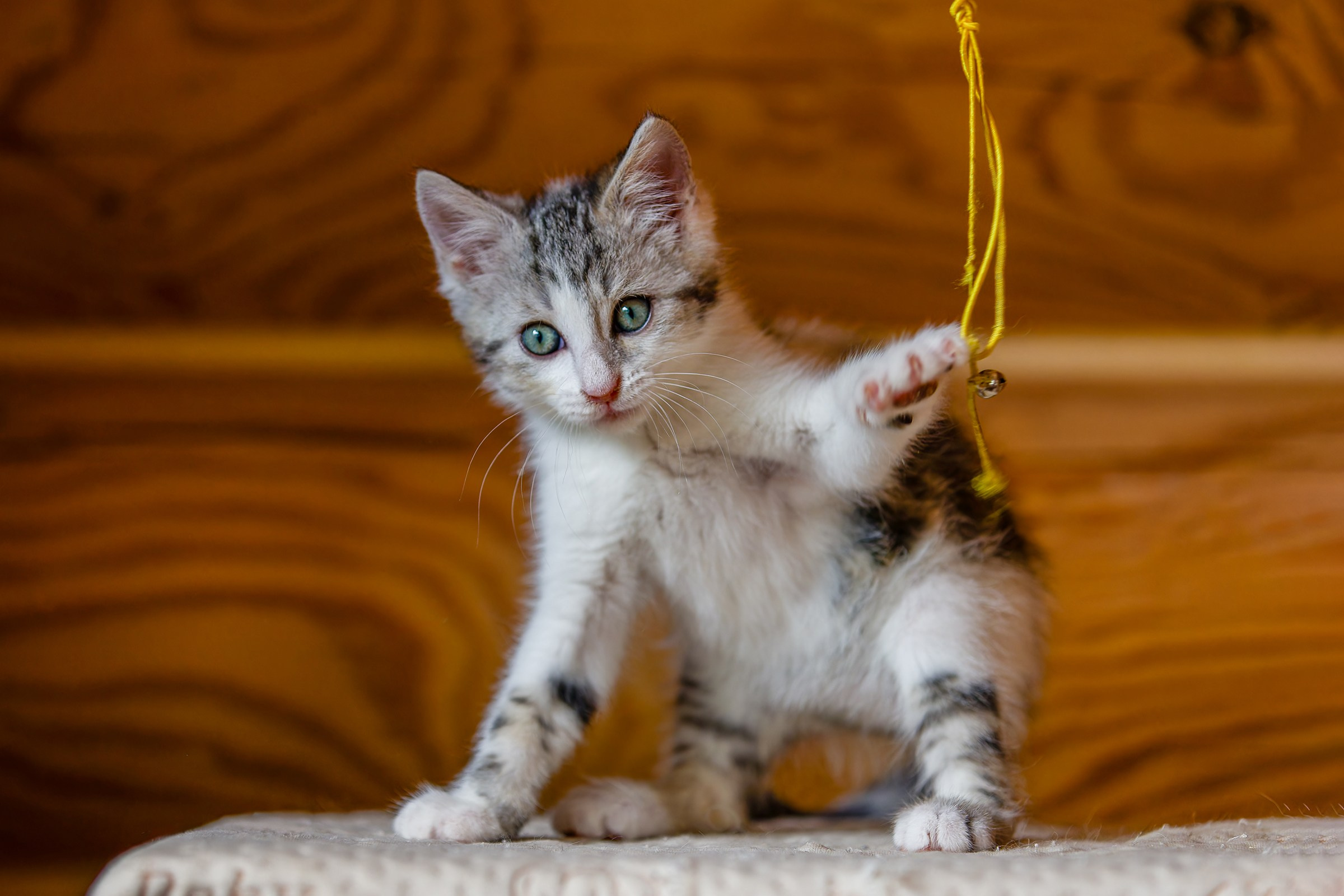 Котята. Irenephoto.ru
