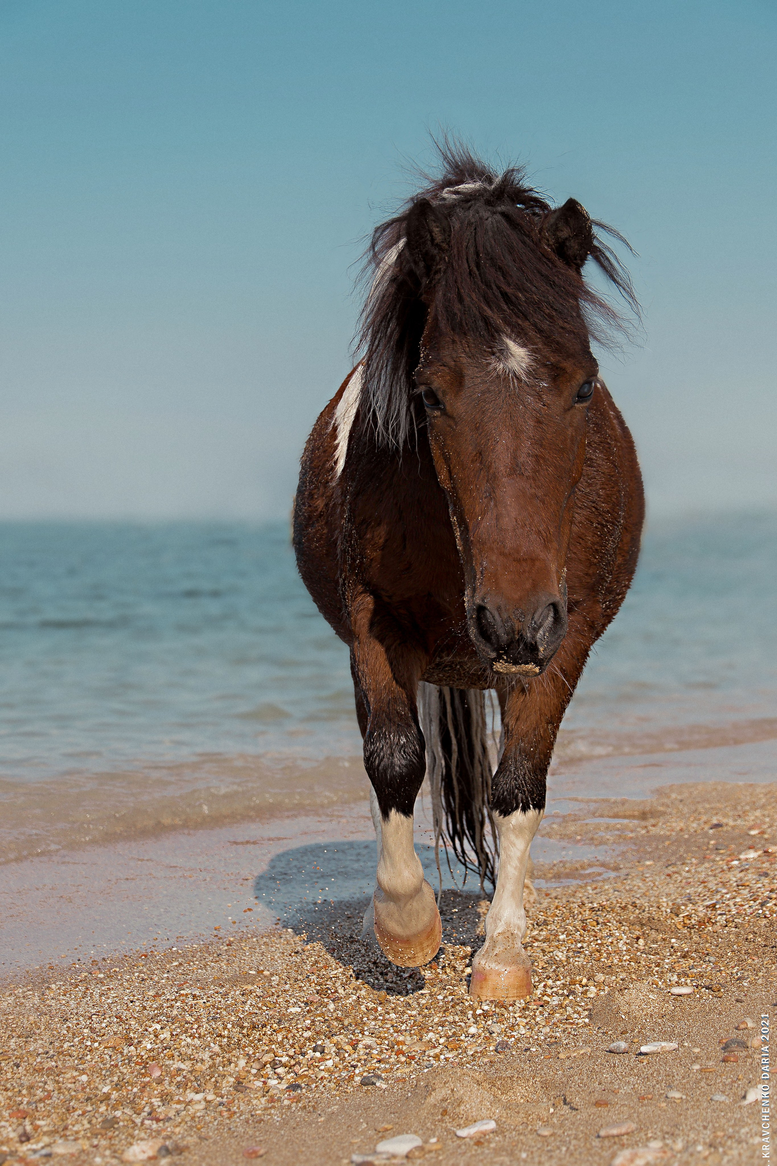 Миф и Фунтик. Фотограф в Севастополе