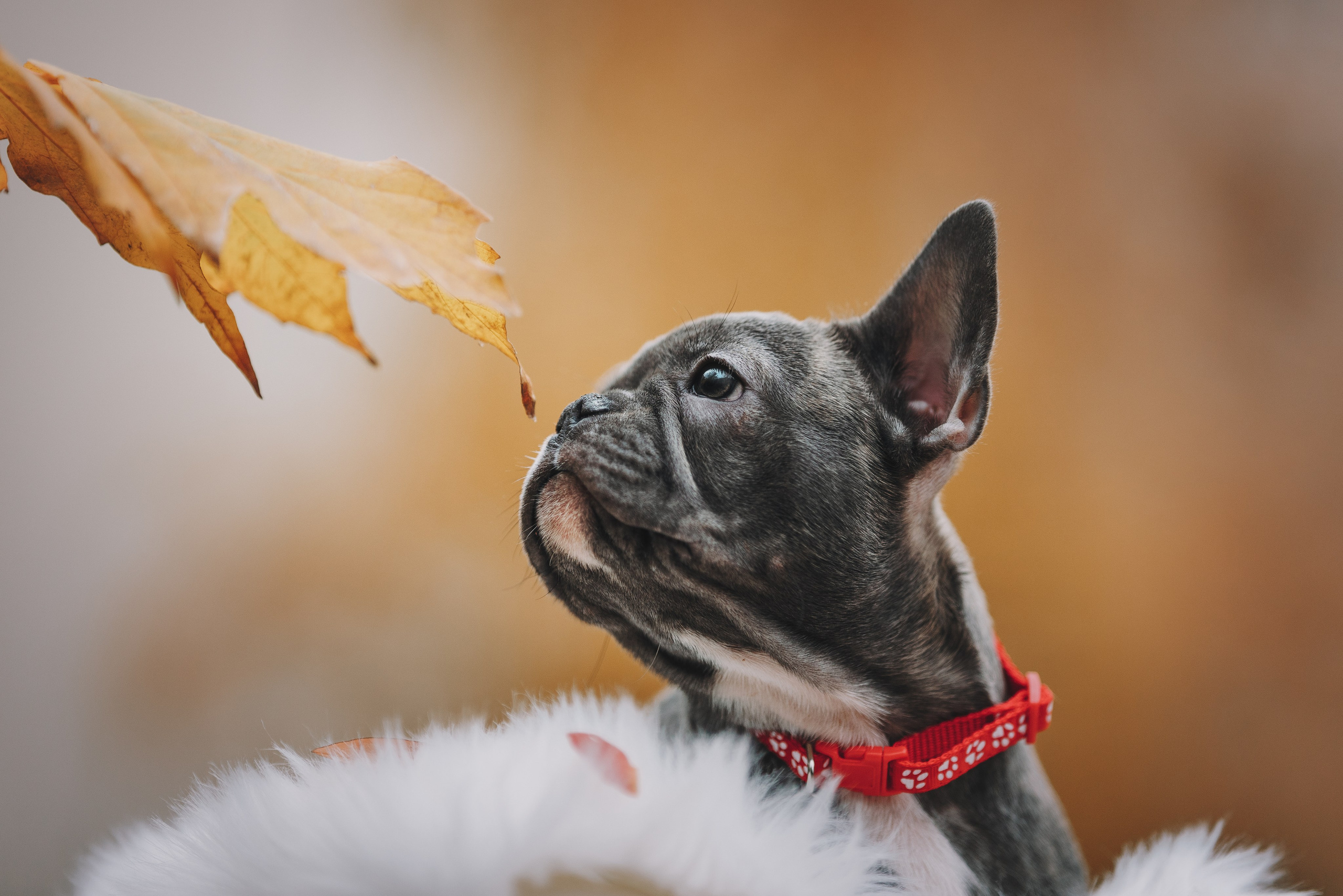 Французские бульдоги. Фотограф анималист Осипчикова Мария