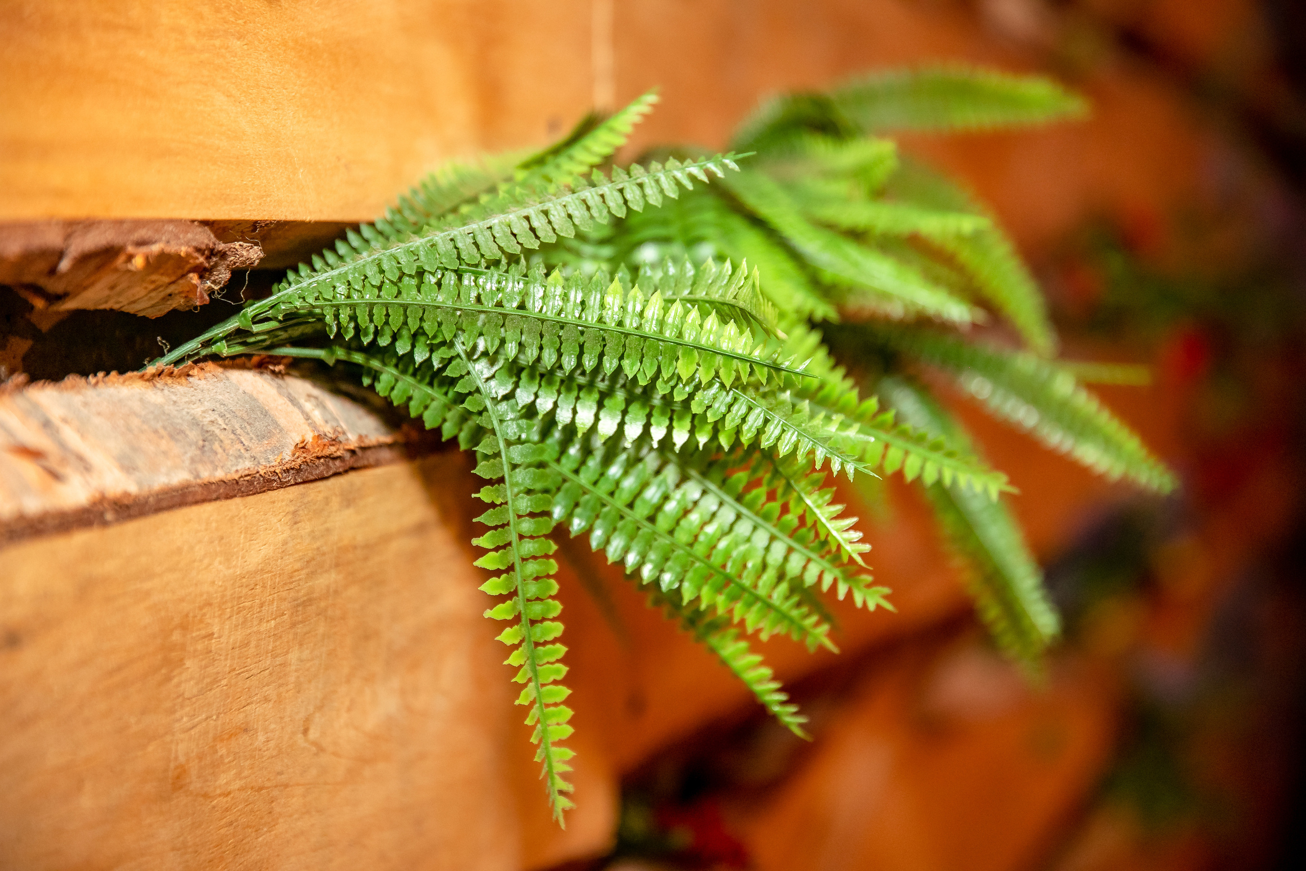8-летие Евы. Дарья Бухреева — фотограф, видеограф и фототерапевт. Москва и мир