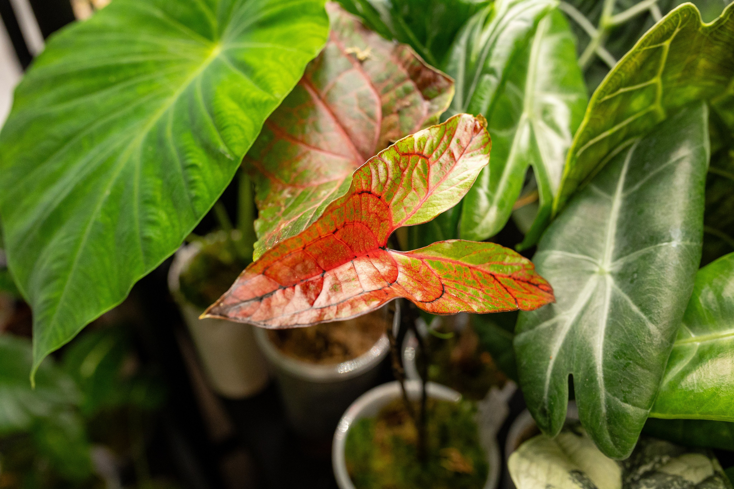 Growbox декабрь 2025. Александра Куликова фотограф, Москва