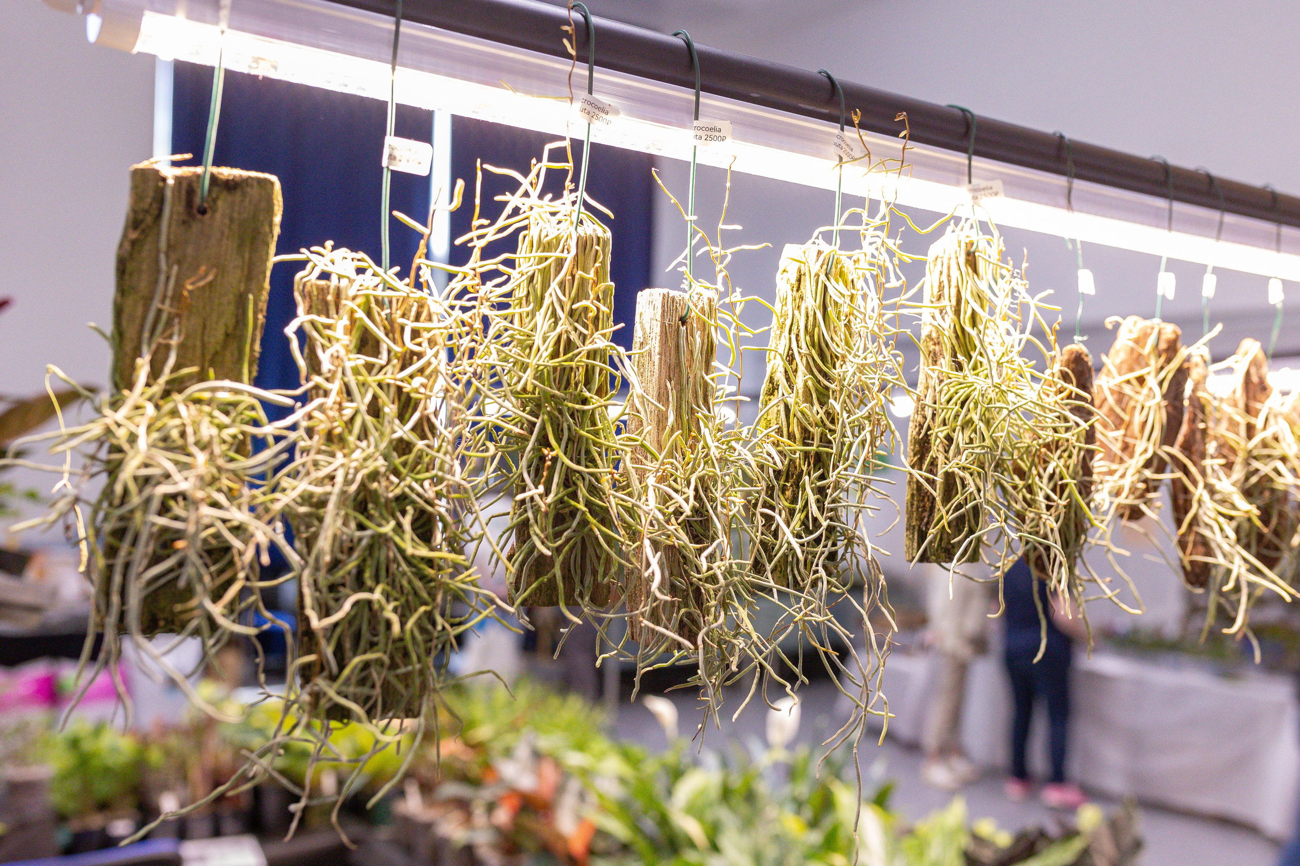 Орхидиум сентябрь 2025. Александра Куликова фотограф, Москва