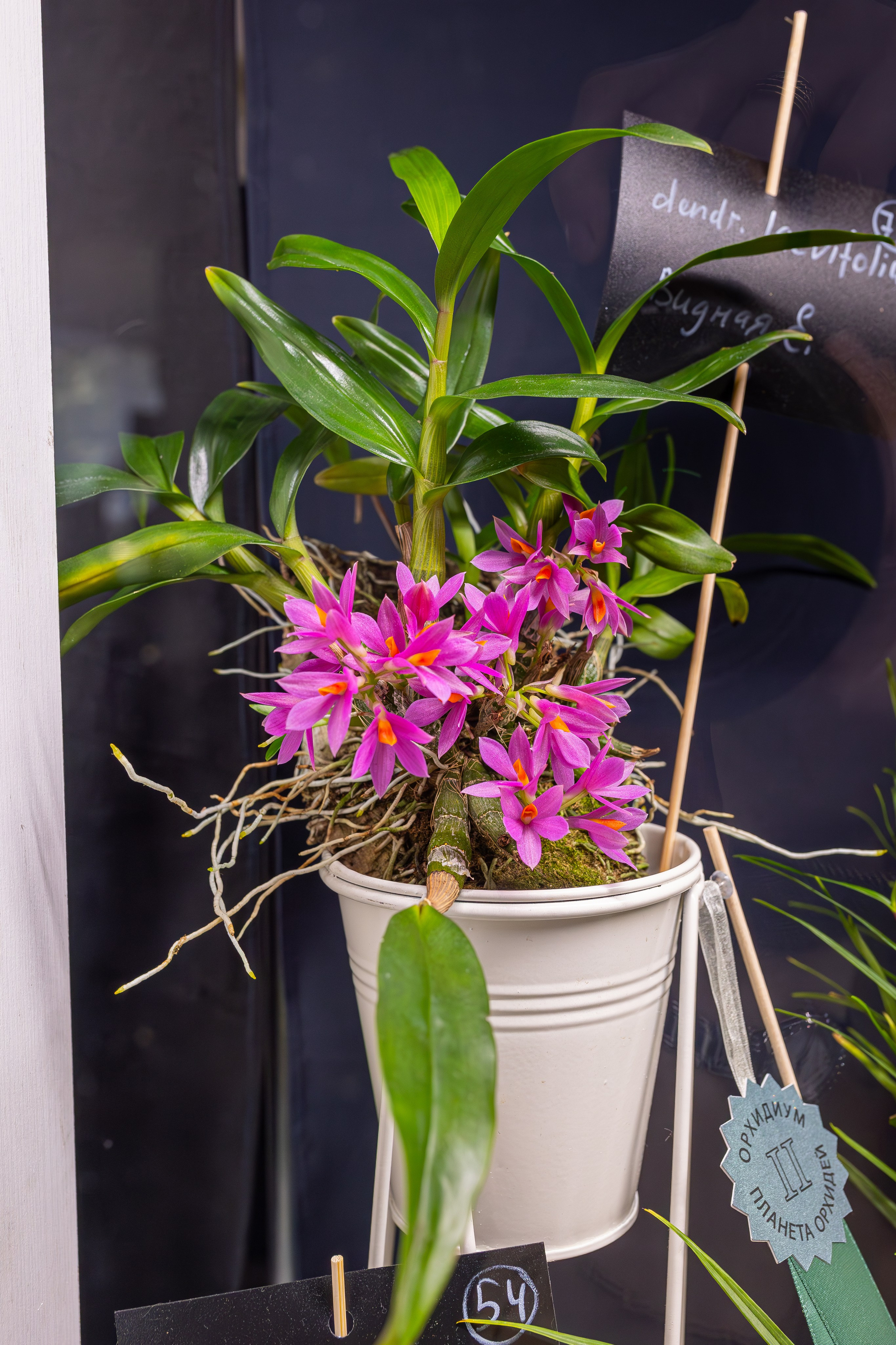 Орхидиум сентябрь 2025. Александра Куликова фотограф, Москва