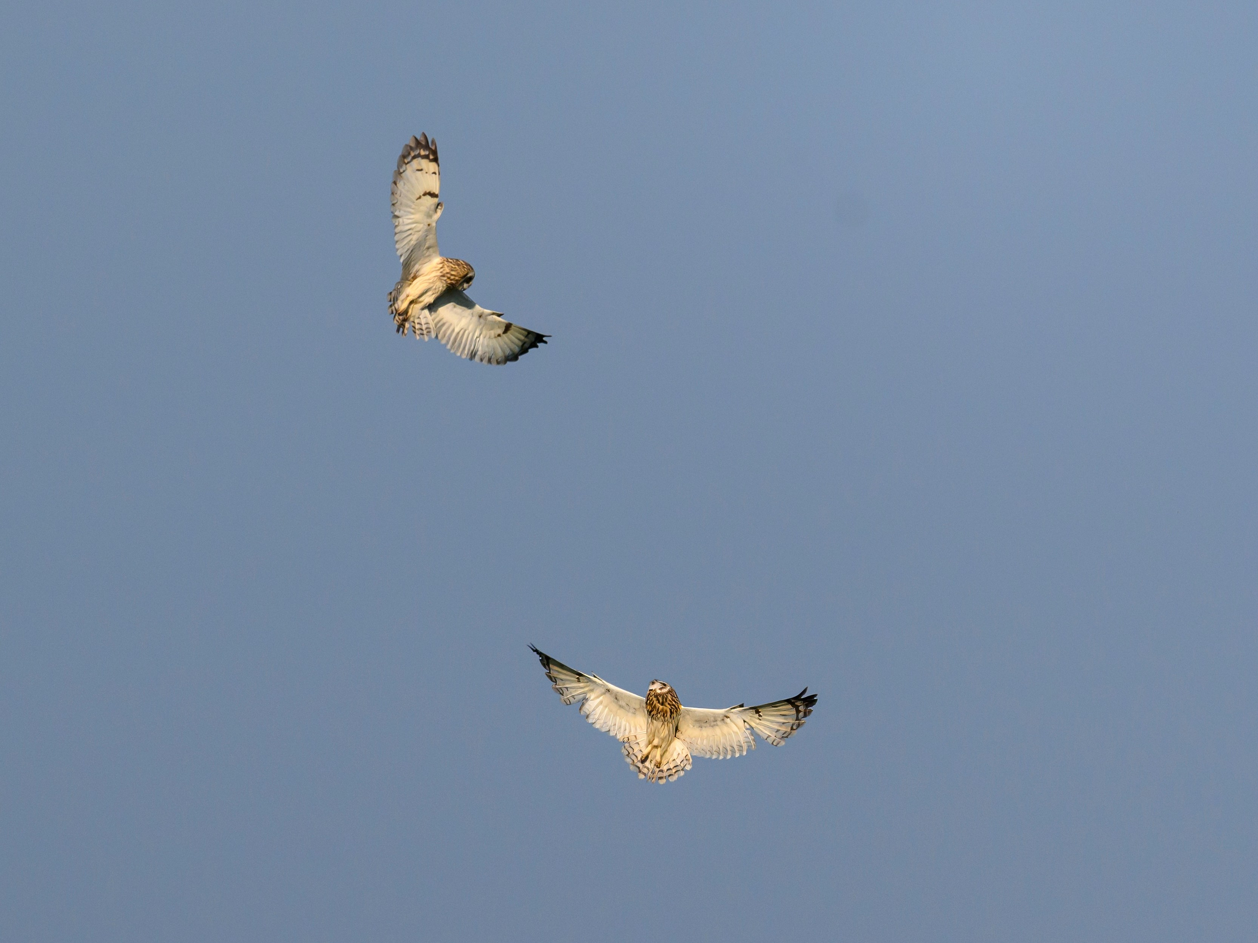 Совы делят территорию. Фотограф Сергей Пупонин